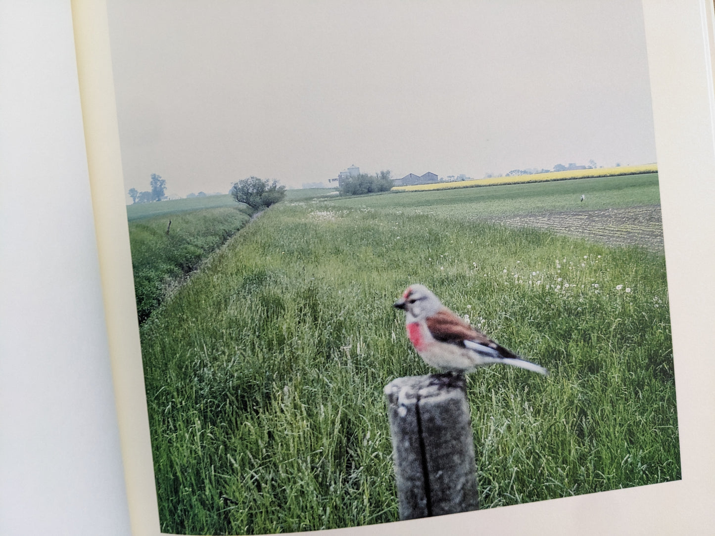 Color photograph of a small bird with red chest perched on a post in a green field, from The Pillar by