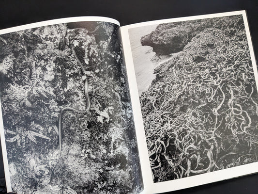 Black and white photo of snake and dense vegetation from Wandering Dog by Mai Nakama