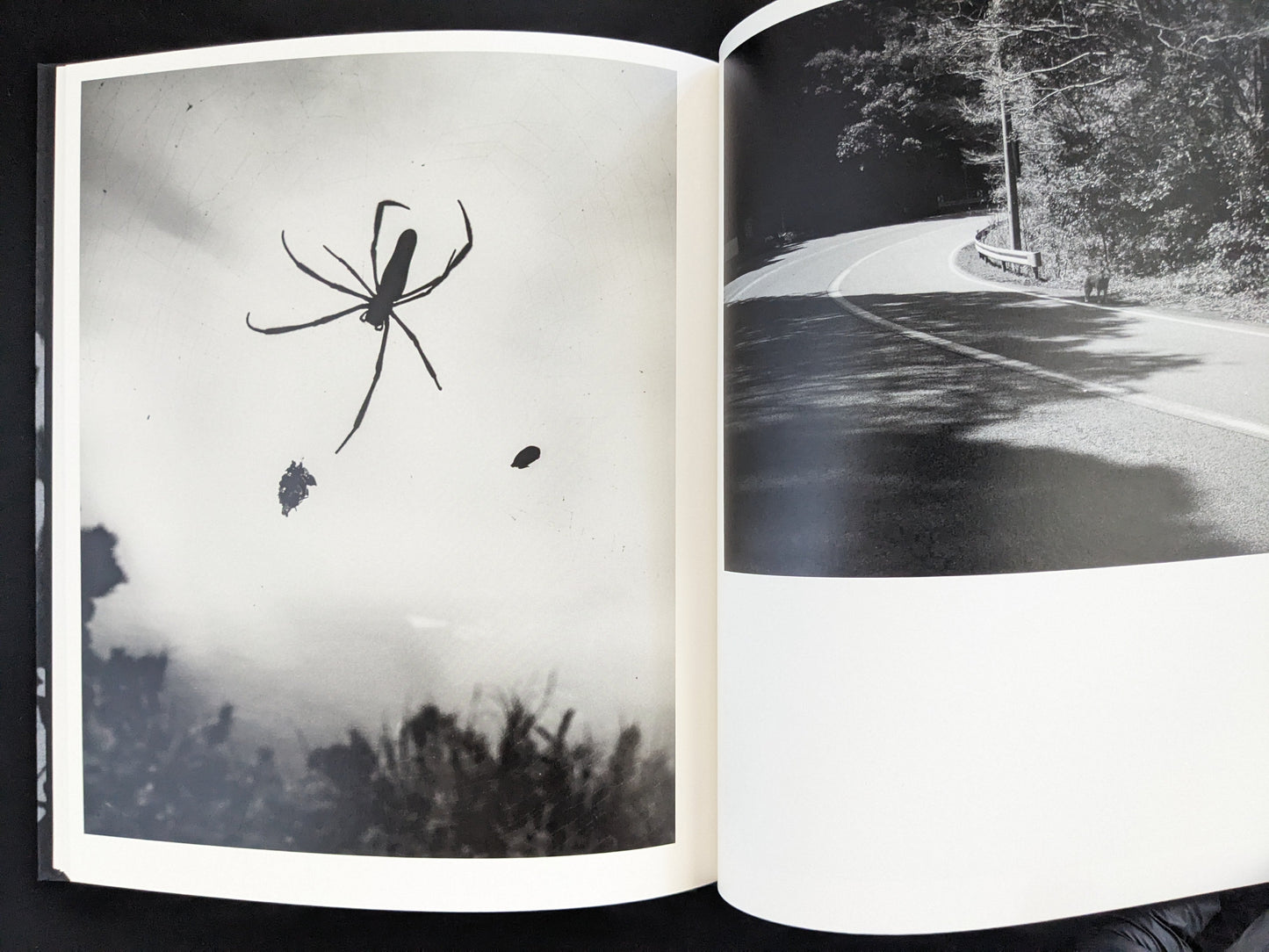Black and white photograph of a spider on its web and a curved road, from Mai Nakama’s Wandering Dog.