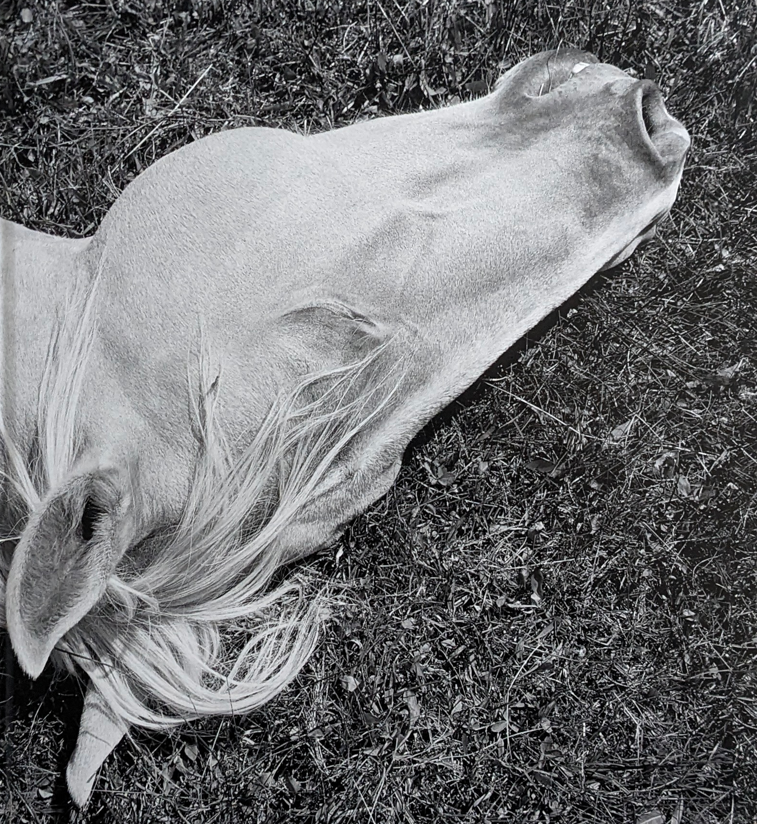 Animals, Plants & Other Lives