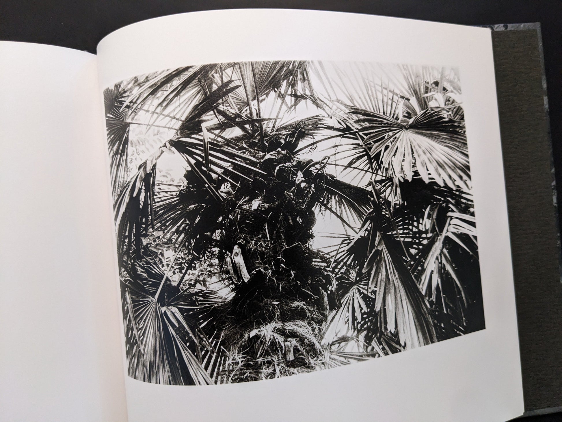 Photograph of palm leaves by Daido Moriyama from 1980s Remnants photobook