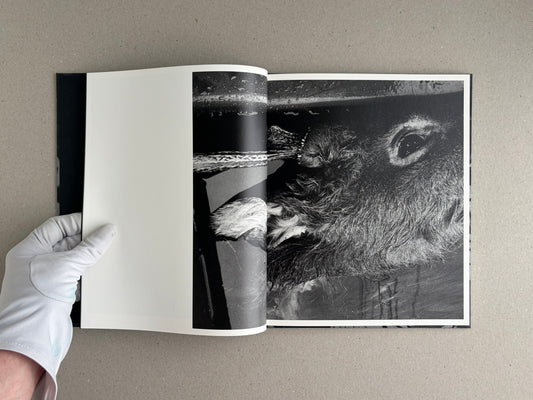 Wandering Dog – Mai Nakama