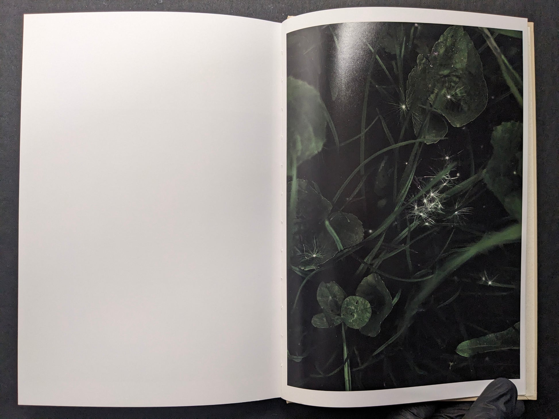 Interior photograph of dark green leaves and grass with drifting seed heads.