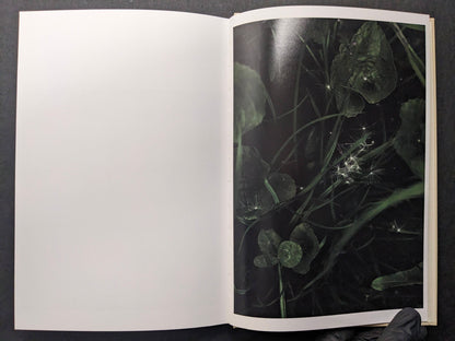 Interior photograph of dark green leaves and grass with drifting seed heads.