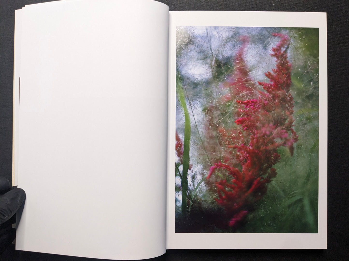 Interior spread showing red flowering plants in soft focus.