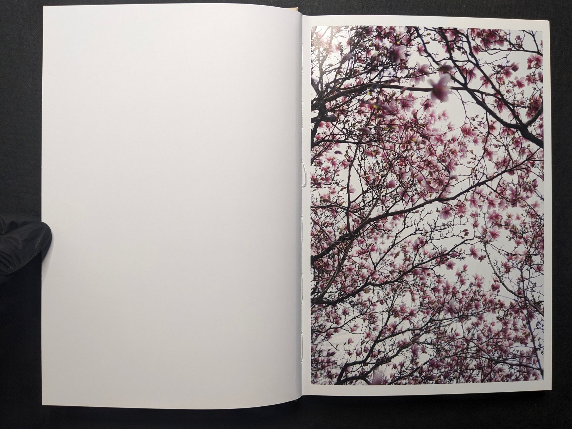 Interior spread from “A Season Particular” showing a full-page photograph of pink blossoms on tree branches.