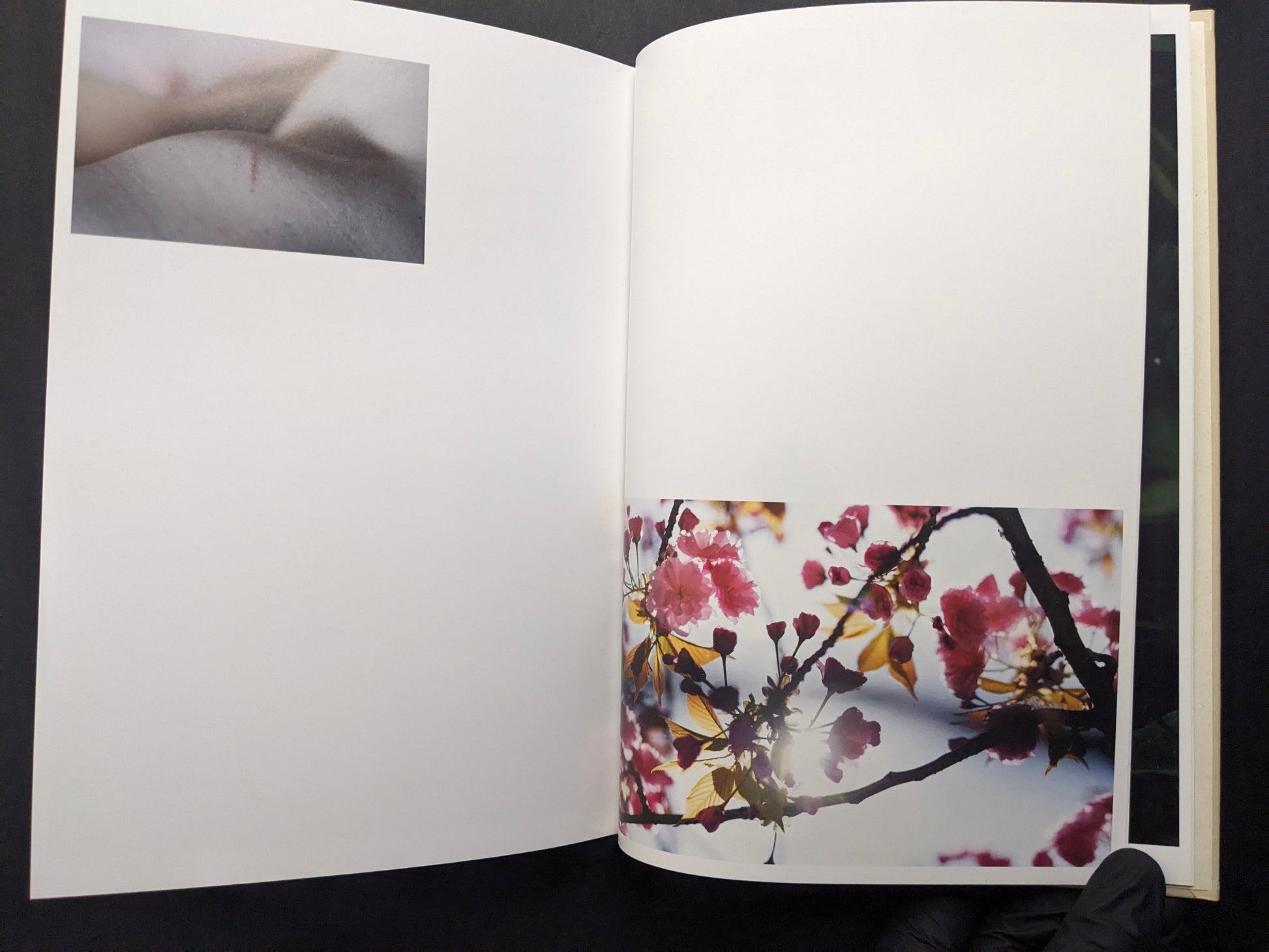Interior spread from A Season Particular by Shen Wei, small body detail with a mark opposite sunlit blossoms.