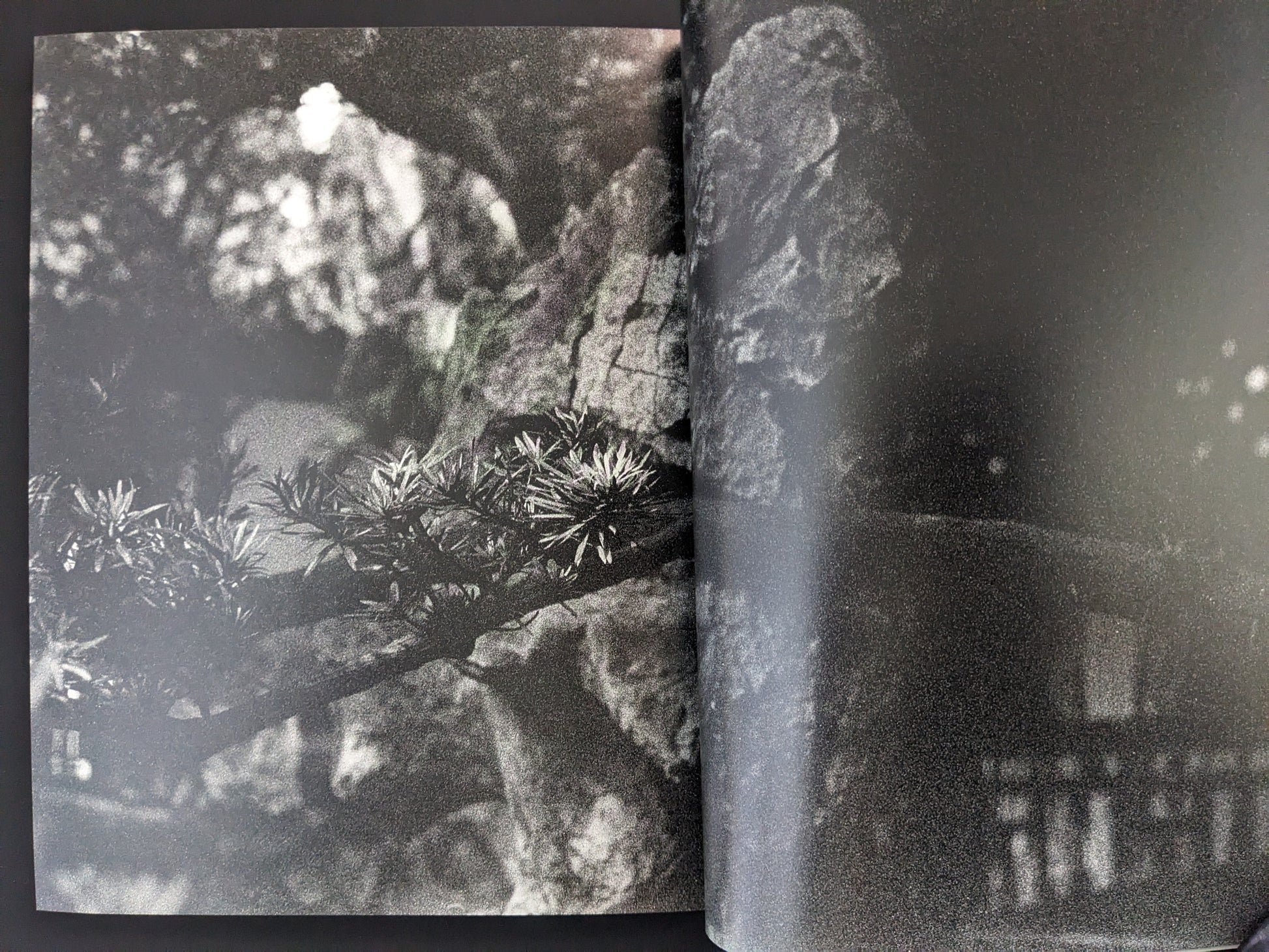 Photograph from Ash (New Edition) by Muge, detailed image of pine branch in deep shadows.