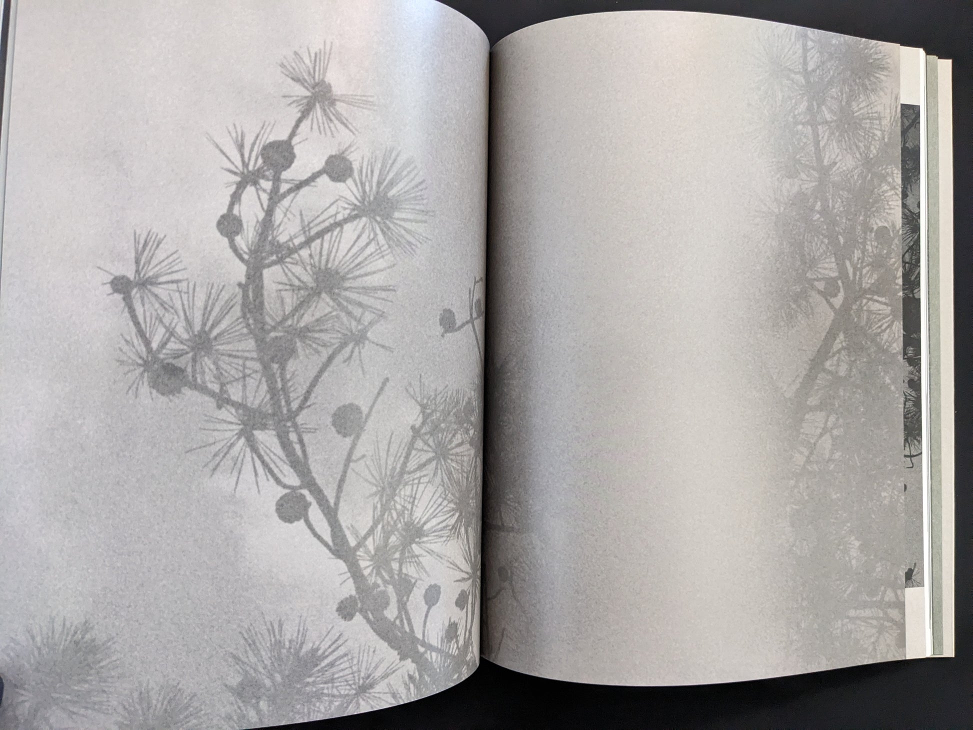 Page from Ash (New Edition) by Muge, delicate grayscale photograph of tree branches against the sky.