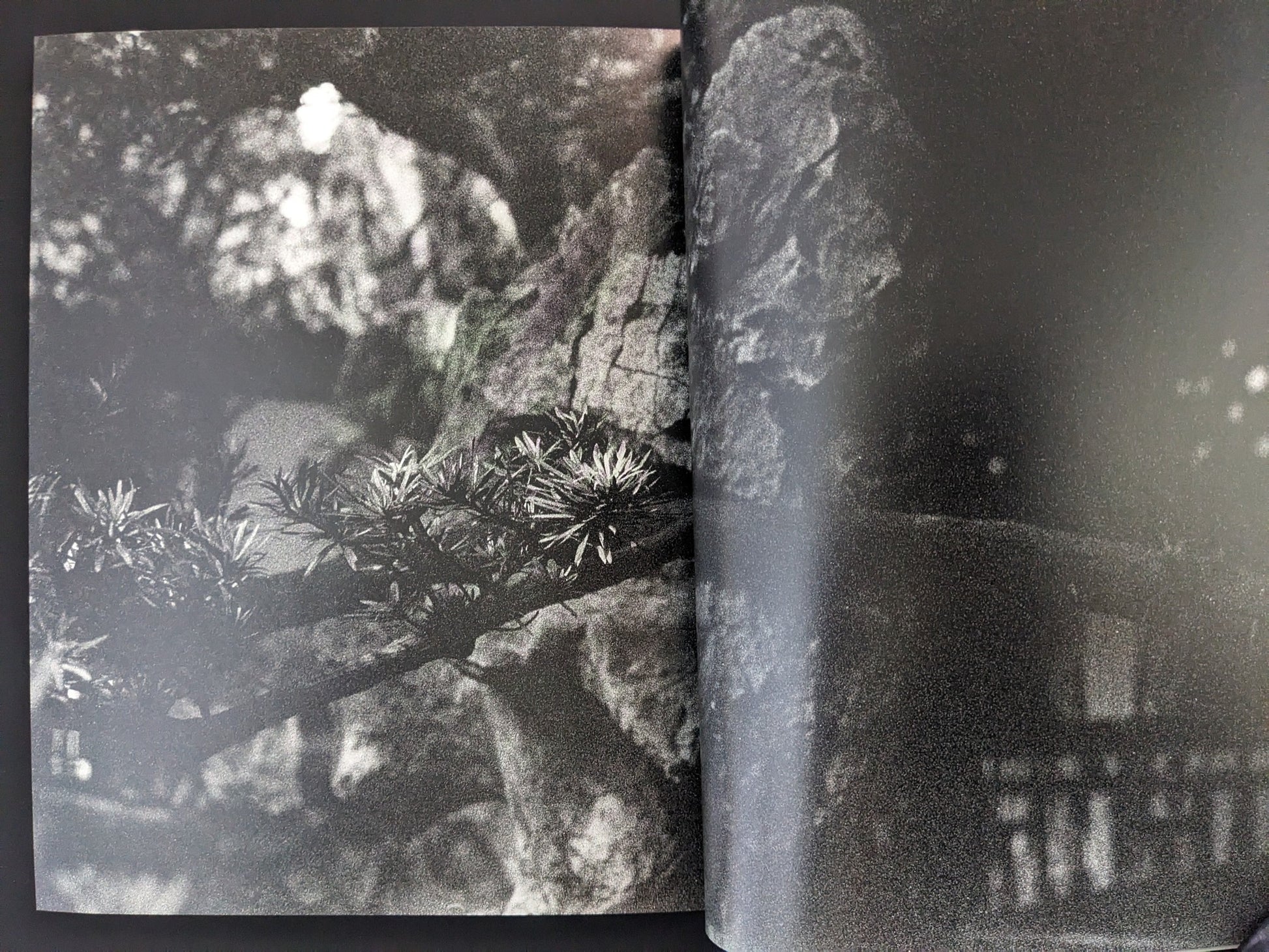 Open spread from ASH (New Edition) by Muge, with a detailed pine branch in deep shadows.