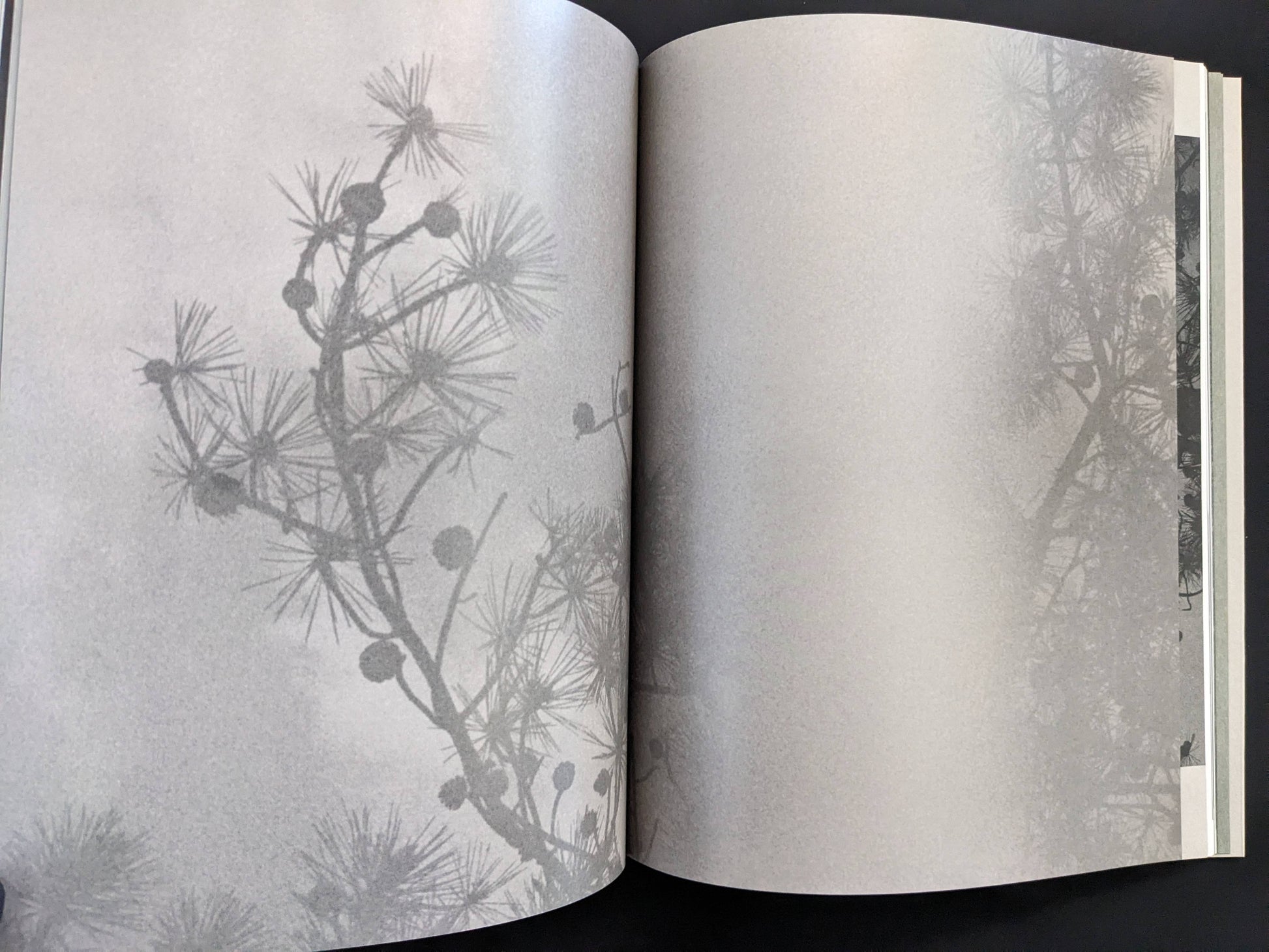 Open spread from ASH (New Edition) by Muge, with a grayscale branch study on the left page.