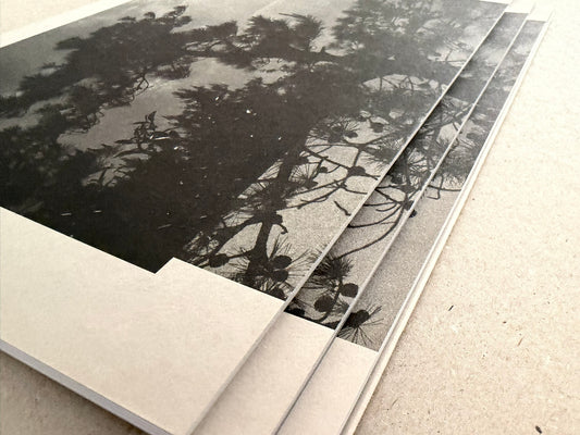 Ash (New Edition) by Muge, stacked softcover photobooks showing a monochrome cover image of tree shadows and branches.