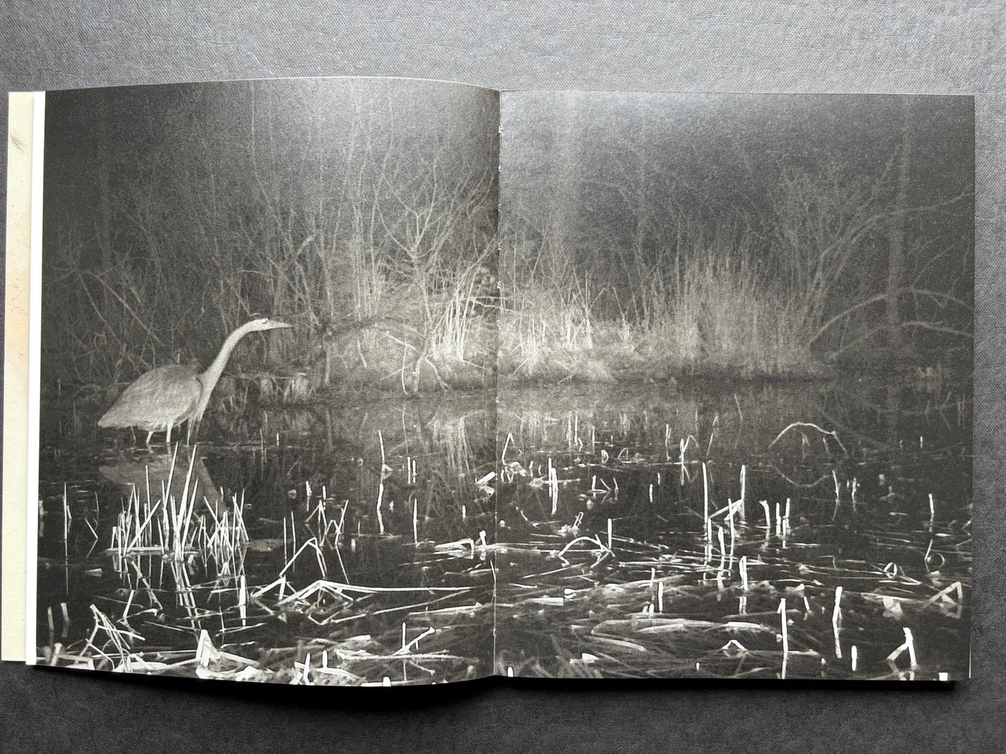 At Night Gardens Grow by Pia-Paulina Guilmoth, open spread with a heron in a marsh on the left and a person holding a deer on the right