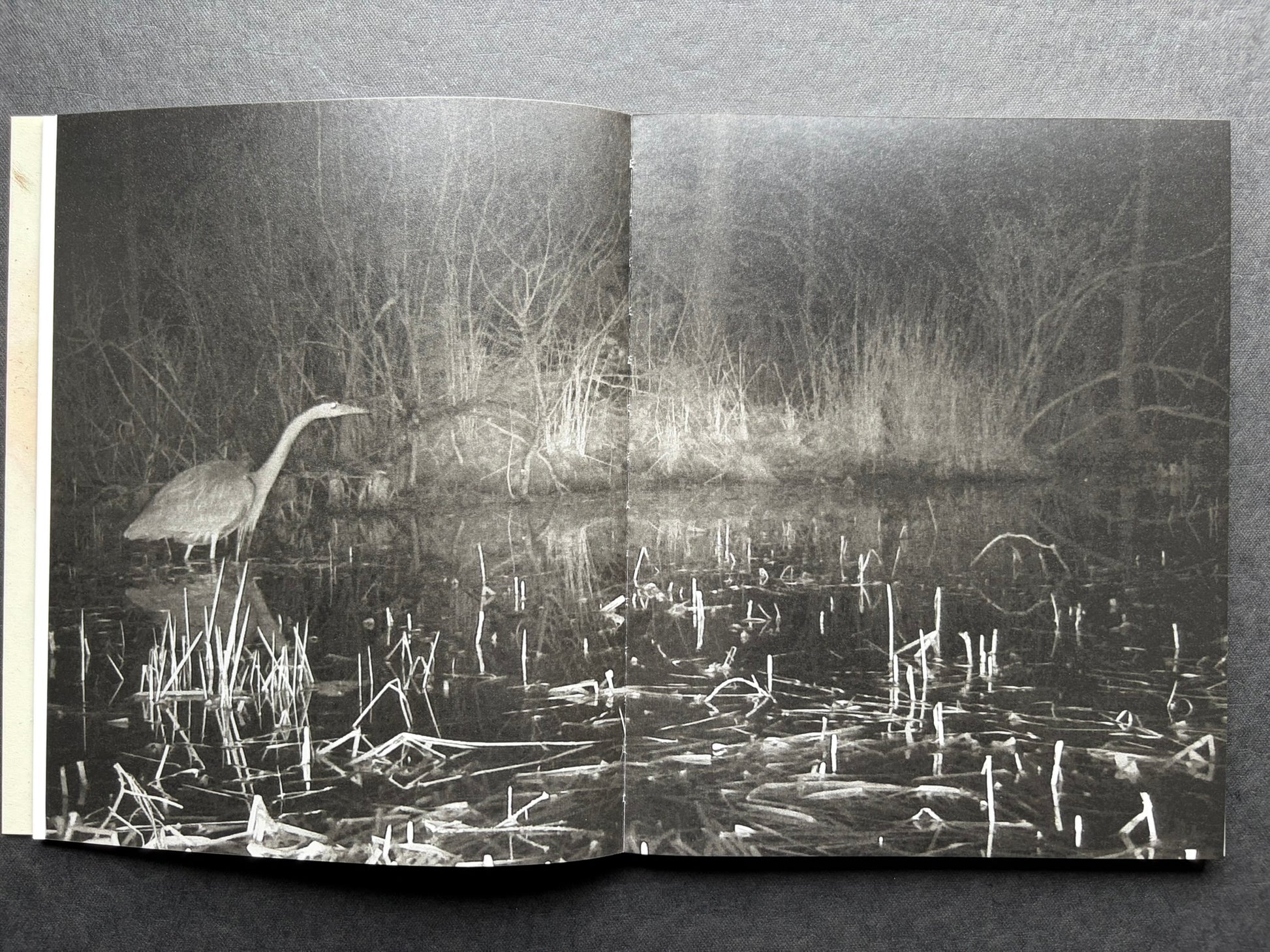 At Night Gardens Grow by Pia-Paulina Guilmoth, open spread with a heron in a marsh on the left and a person holding a deer on the right