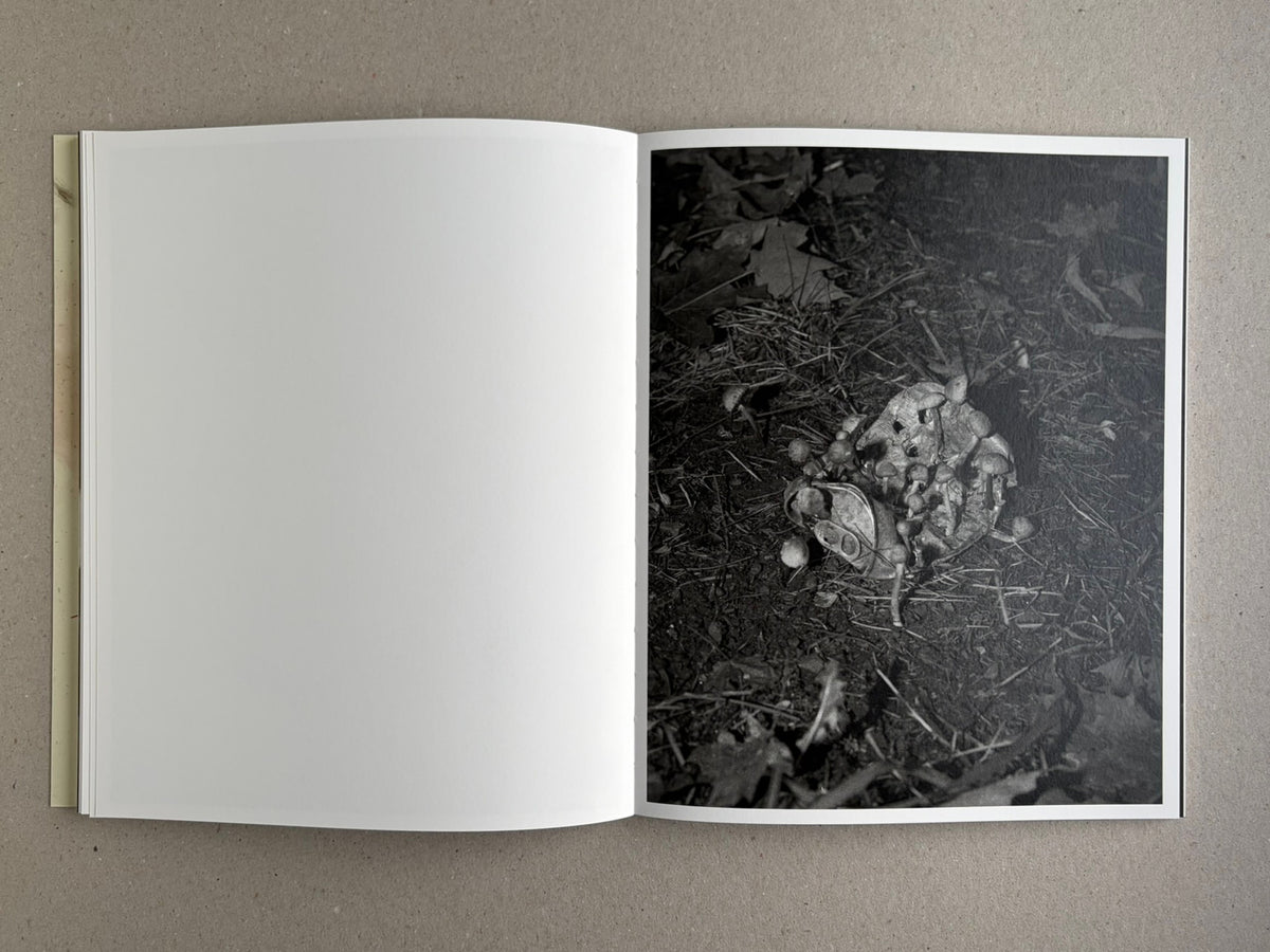 At Night Gardens Grow open to a black-and-white close-up of a small object on the forest floor