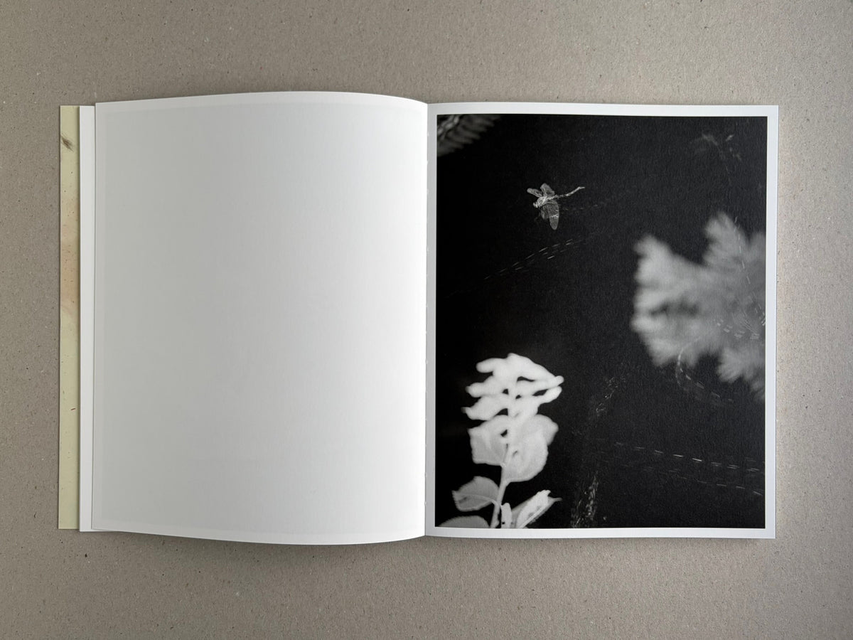 At Night Gardens Grow open to a close black-and-white image of a moth or insect against a dark background