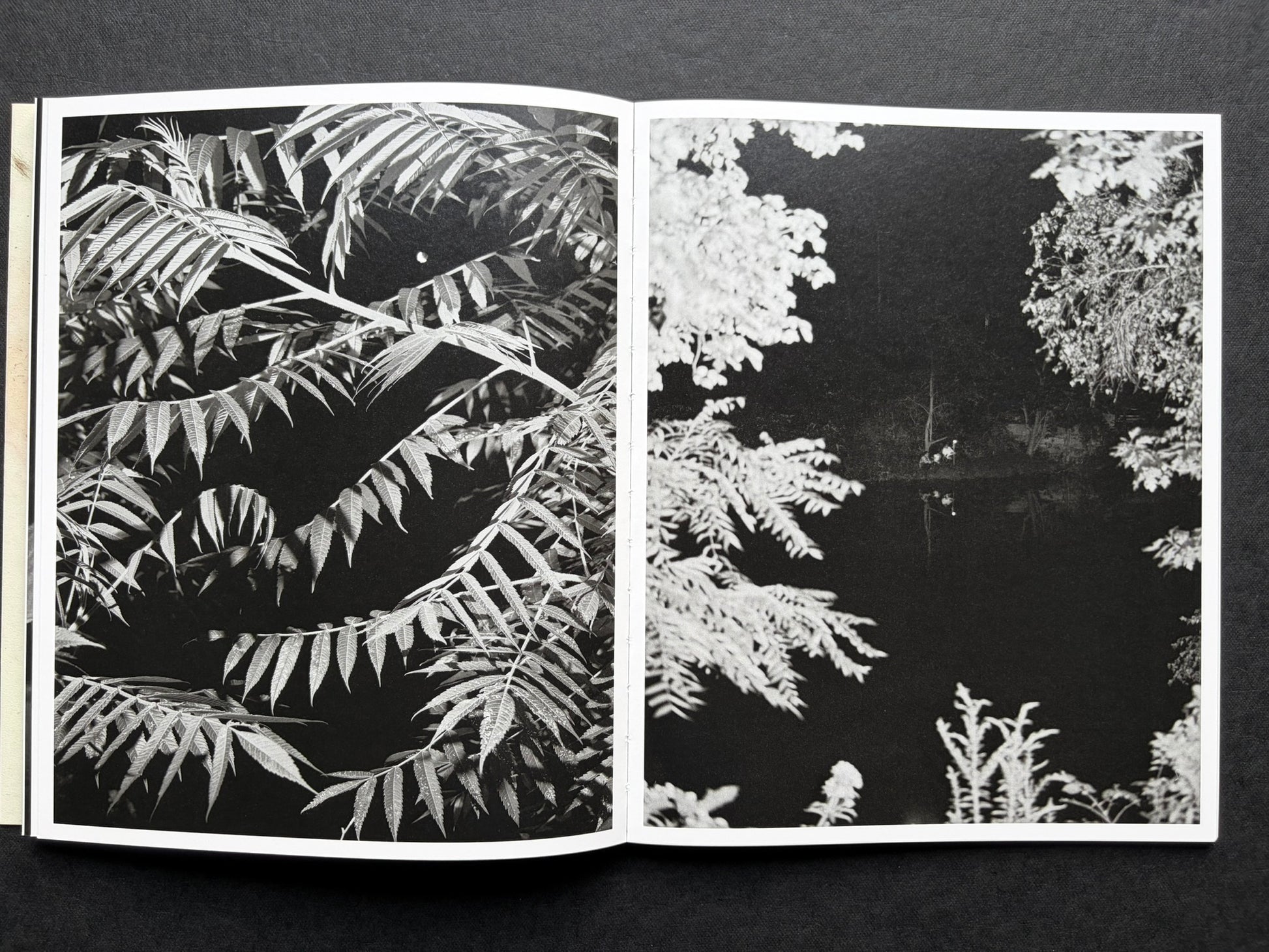 At Night Gardens Grow by Pia-Paulina Guilmoth, open spread with plant leaves on the left and a dark landscape with hanging animal legs on the right