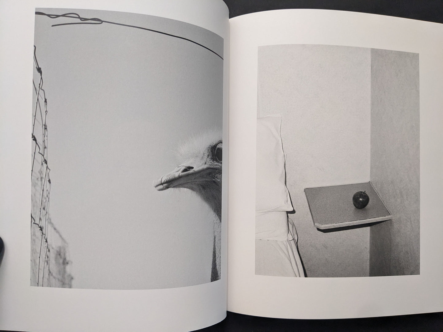 Interior spread from between the skin and sea by Katrin Koenning with a close-up of a bird near a fence and a still life of an apple on a small stand.