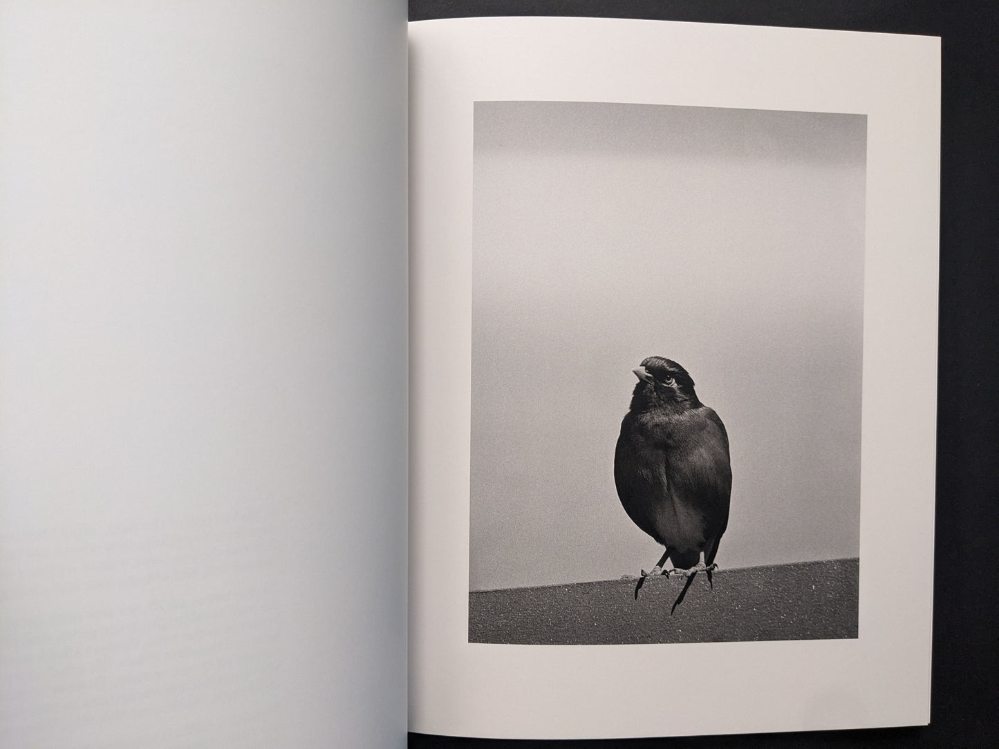 Interior page from between the skin and sea by Katrin Koenning showing a small bird perched on a ledge against an open sky.