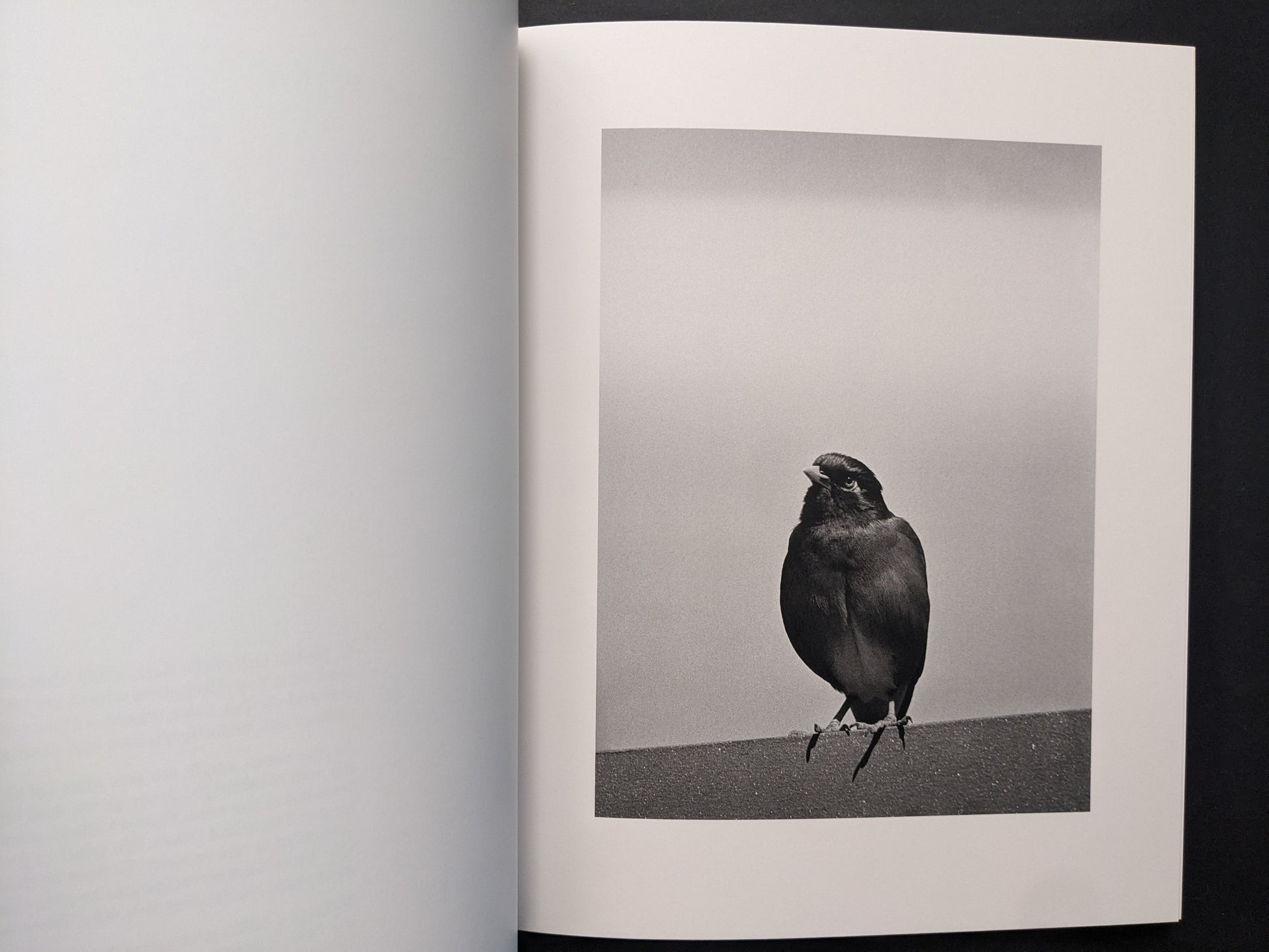 Interior page from between the skin and sea by Katrin Koenning showing a small bird perched on a ledge against an open sky.