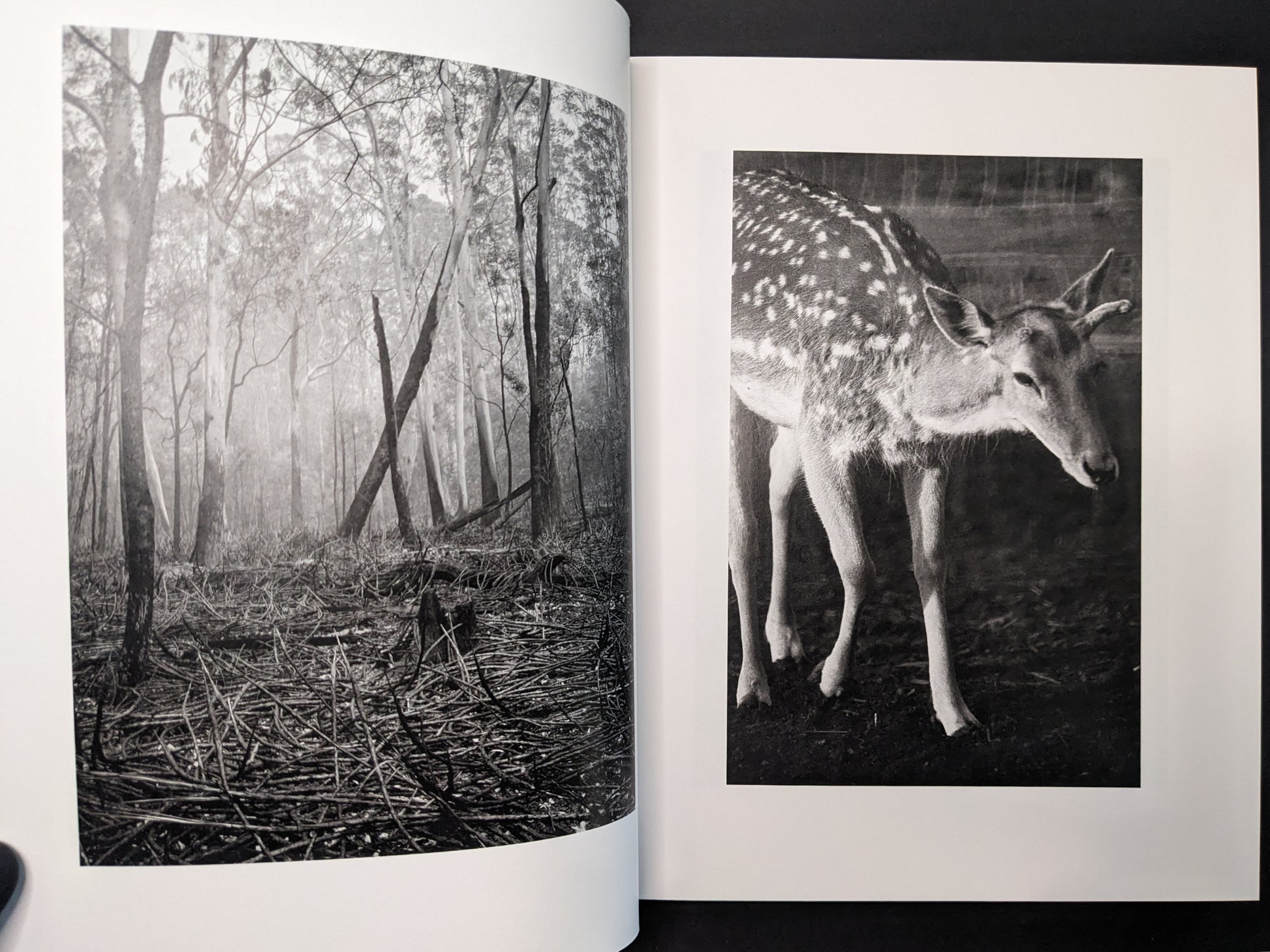 Interior spread from between the skin and sea by Katrin Koenning with a misty forest scene and a black-and-white portrait of a deer.