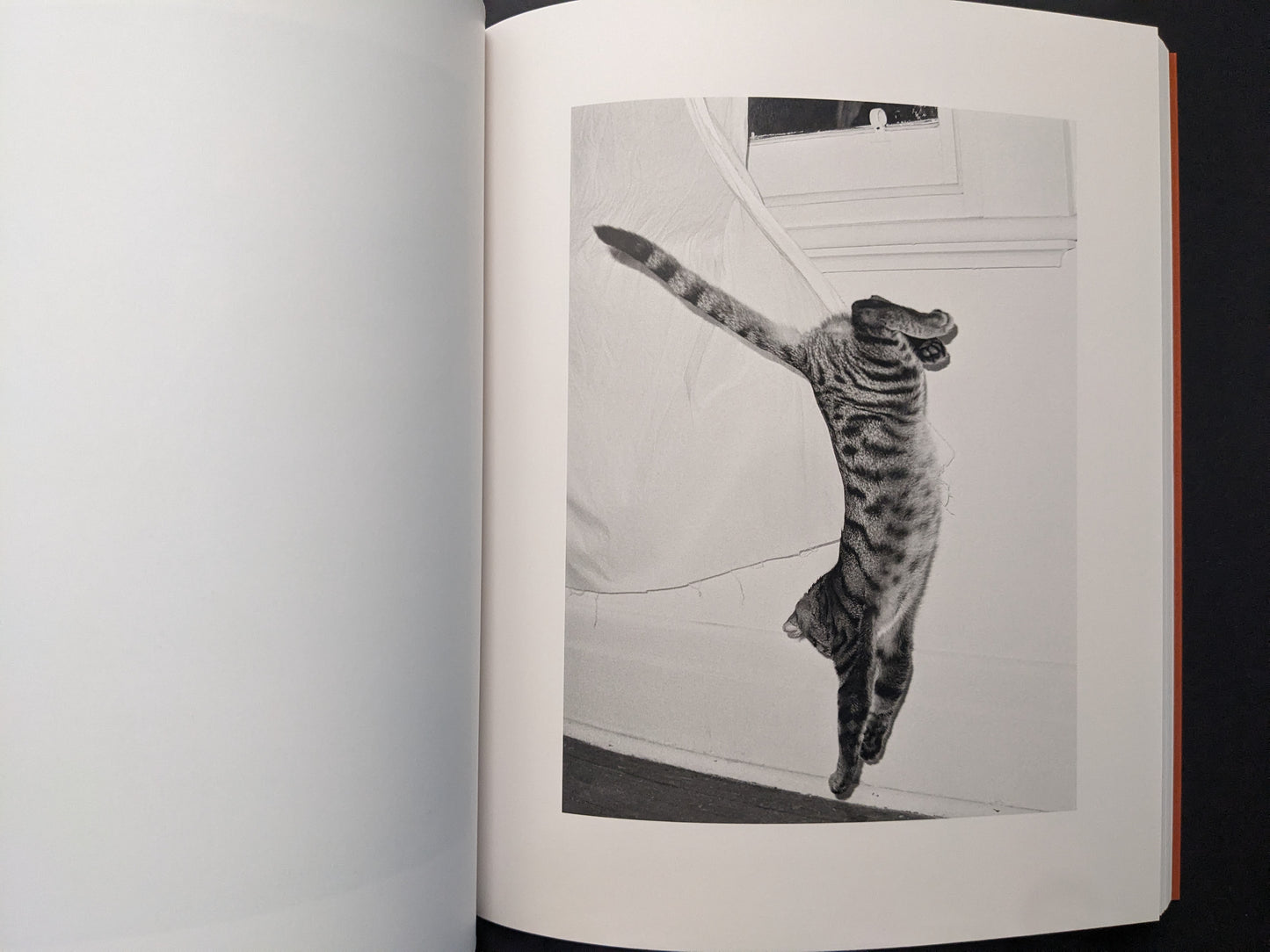 Interior photograph from “between the skin and sea” by Katrin Koenning: cat mid-leap near a window.