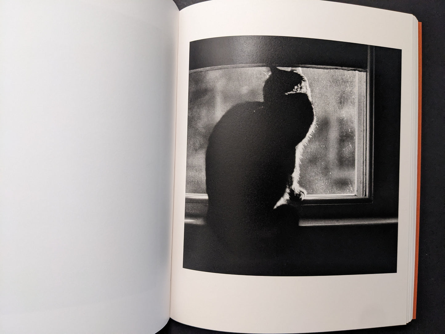 Interior photograph from “between the skin and sea” by Katrin Koenning: cat silhouette sitting on a windowsill.