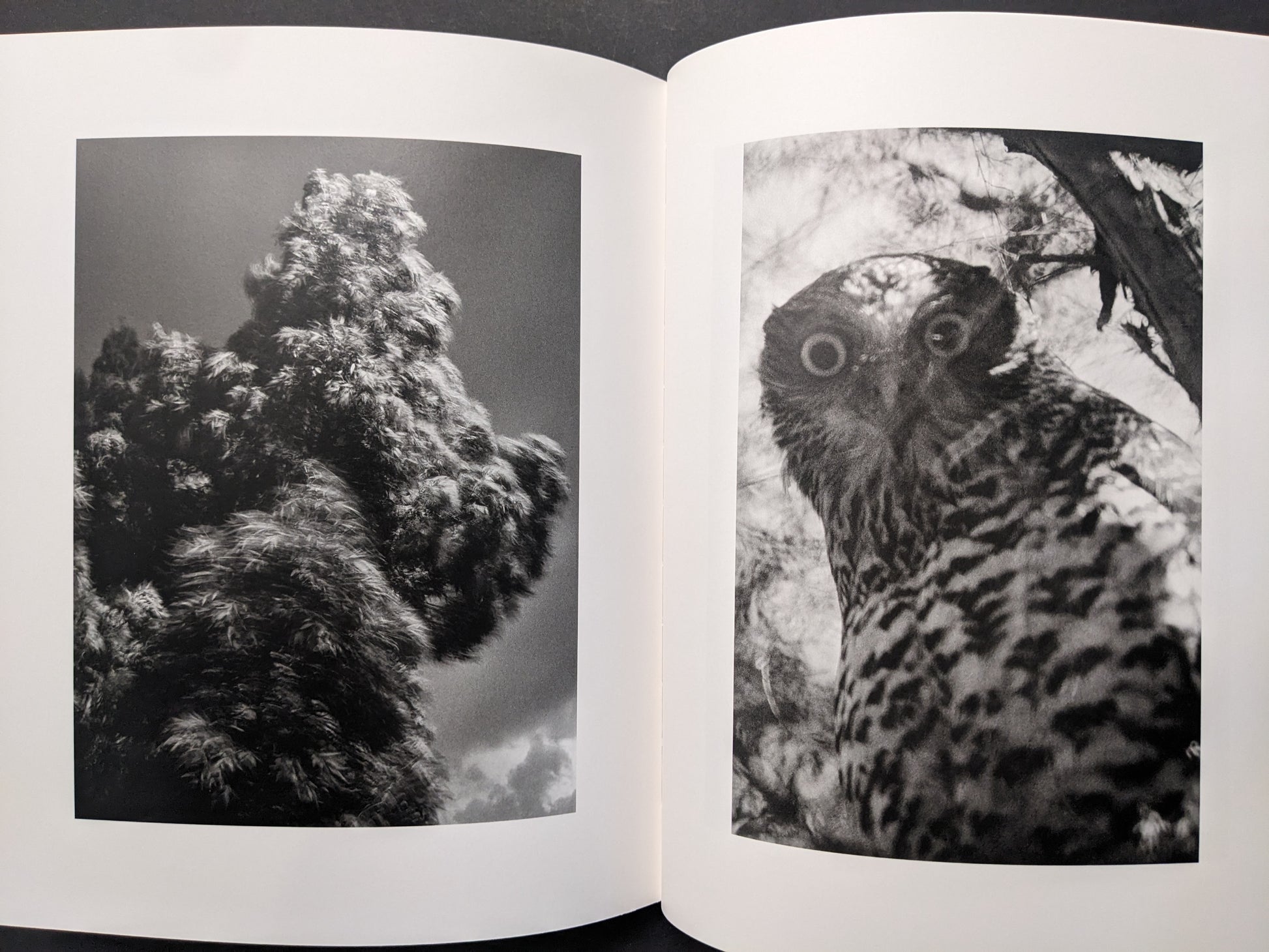 Interior spread from “between the skin and sea” by Katrin Koenning: textured foliage and an owl, black-and-white.