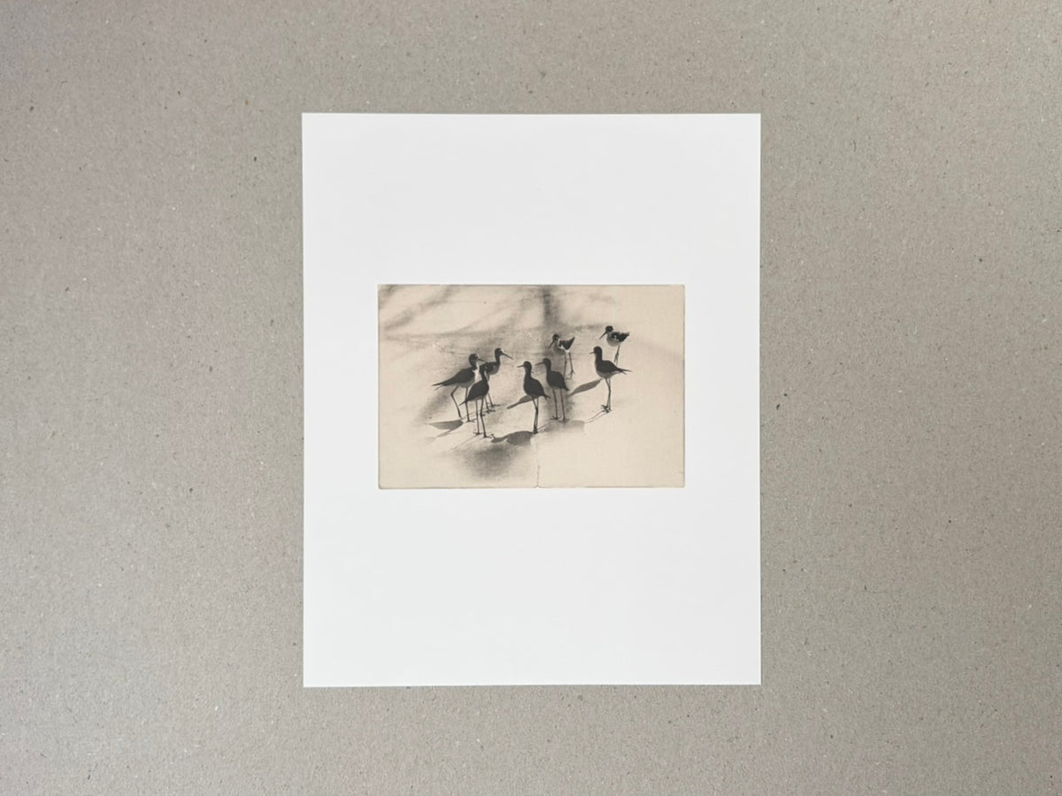 Birds 2 by Masao Yamamoto, collotype print mounted on a white sheet, showing a small sepia-toned image of birds standing on a pale ground.