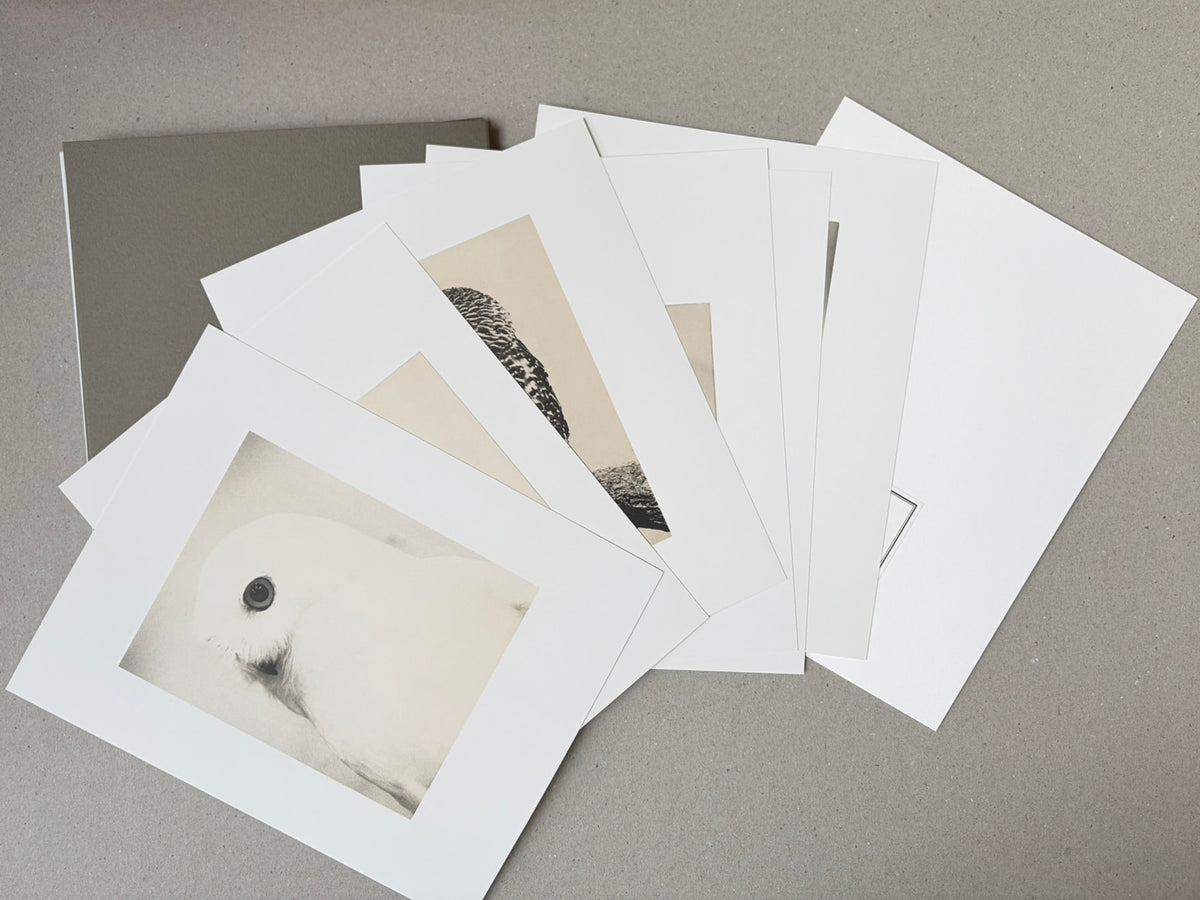 Birds 2 by Masao Yamamoto, six loose collotype prints arranged in a portfolio case; one print shows a close-up bird image.