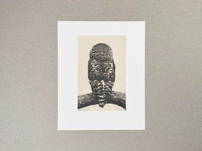Birds 2 by Masao Yamamoto, collotype print showing a bird perched on a branch, centered on a white sheet.
