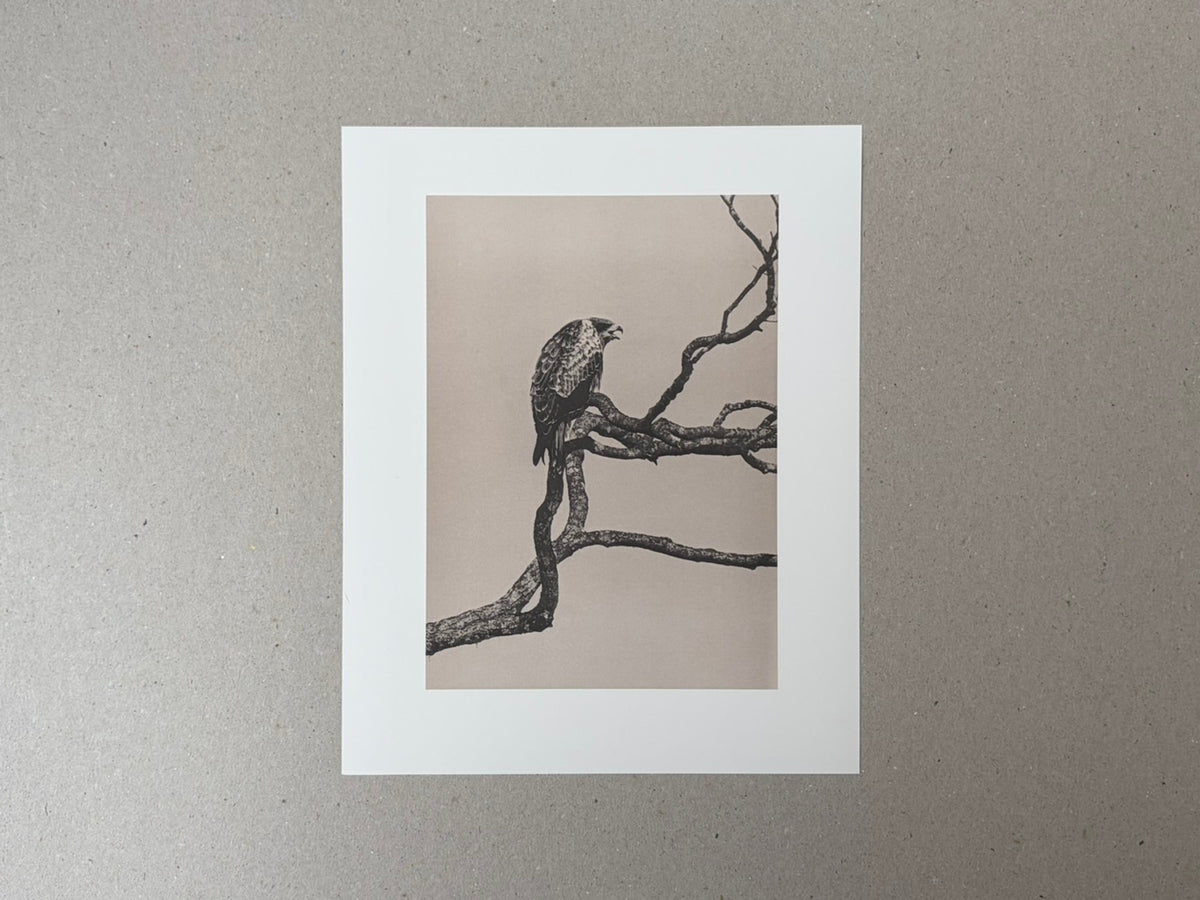 Masao Yamamoto, Birds: a collotype print of a bird perched on bare branches on a pale ground.