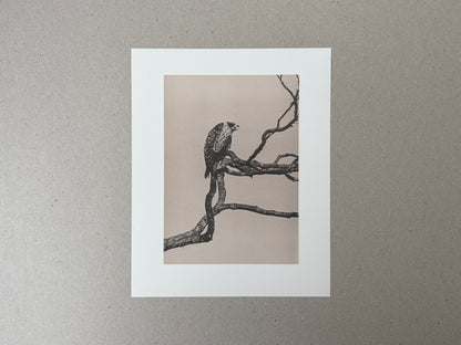 Masao Yamamoto, Birds: a collotype print of a bird perched on bare branches on a pale ground.