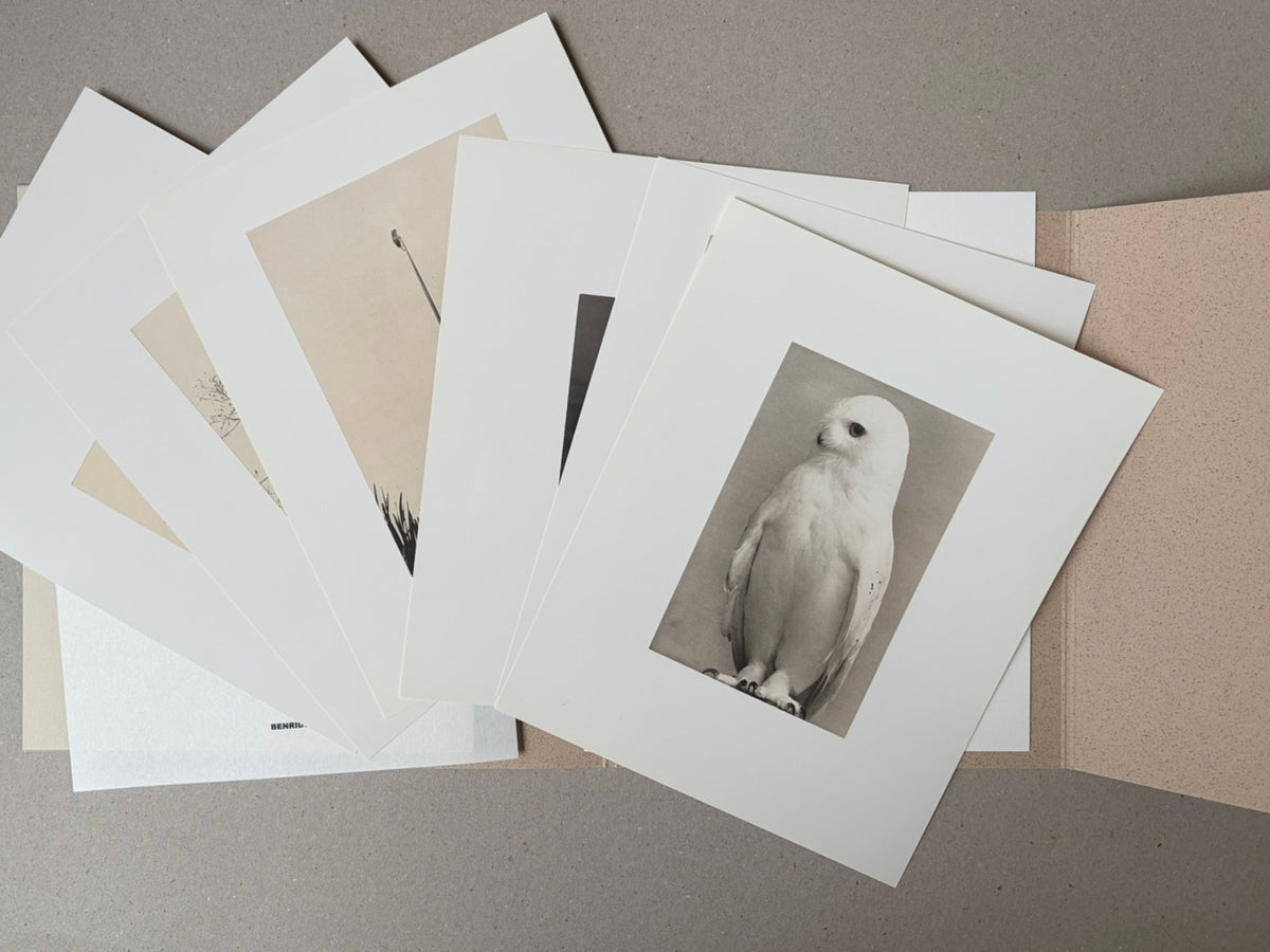 Birds by Masao Yamamoto, six loose collotype prints spread out in a portfolio case, with one print showing a white bird.