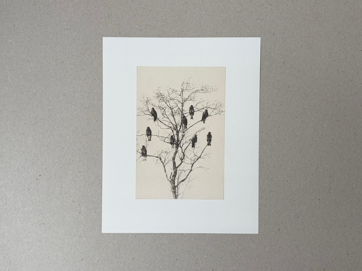 Birds by Masao Yamamoto, a print mounted on a white sheet, showing birds perched in a bare tree.