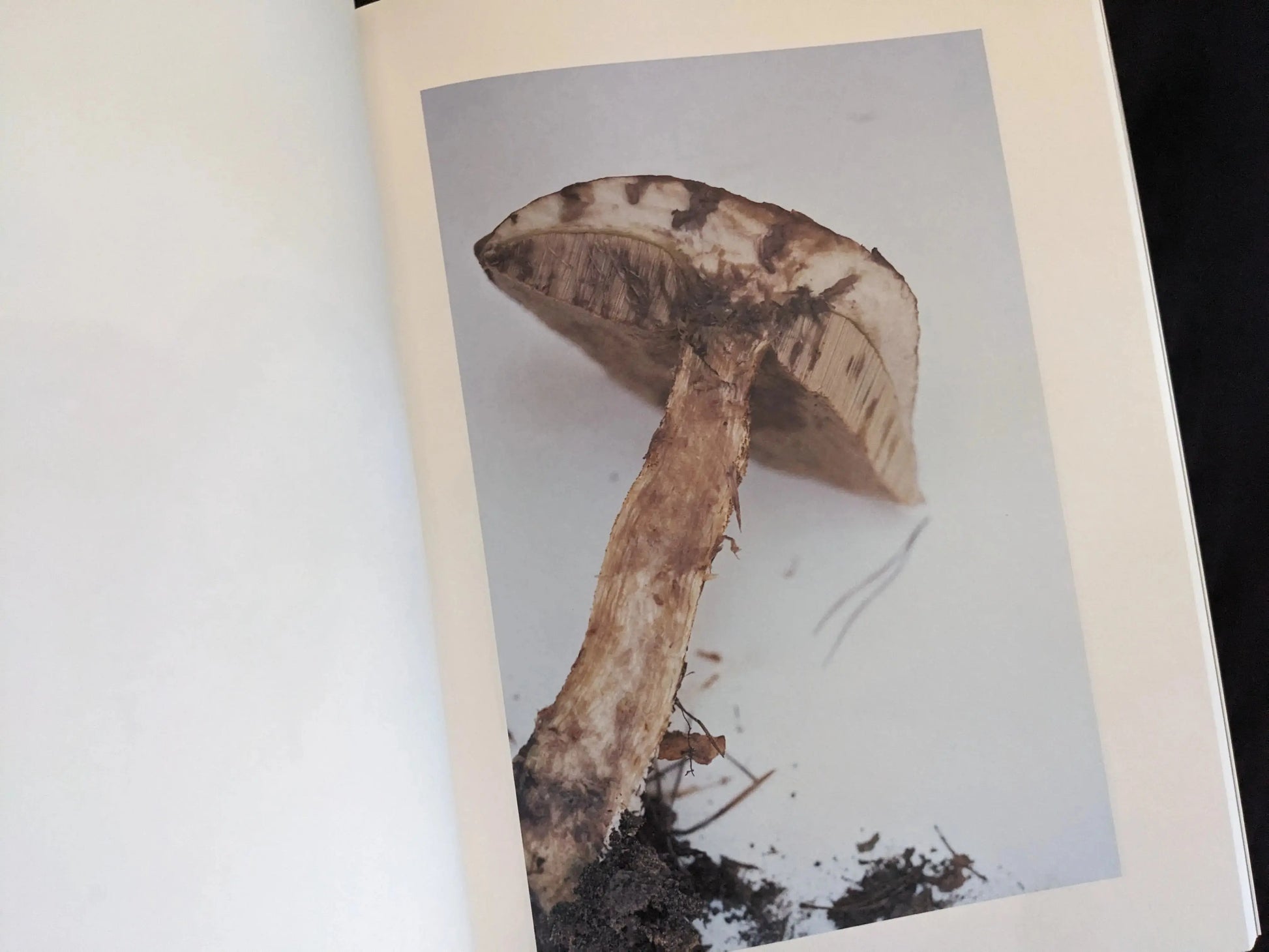 Mushroom with exposed gills and a fractured cap leaning right on a white background