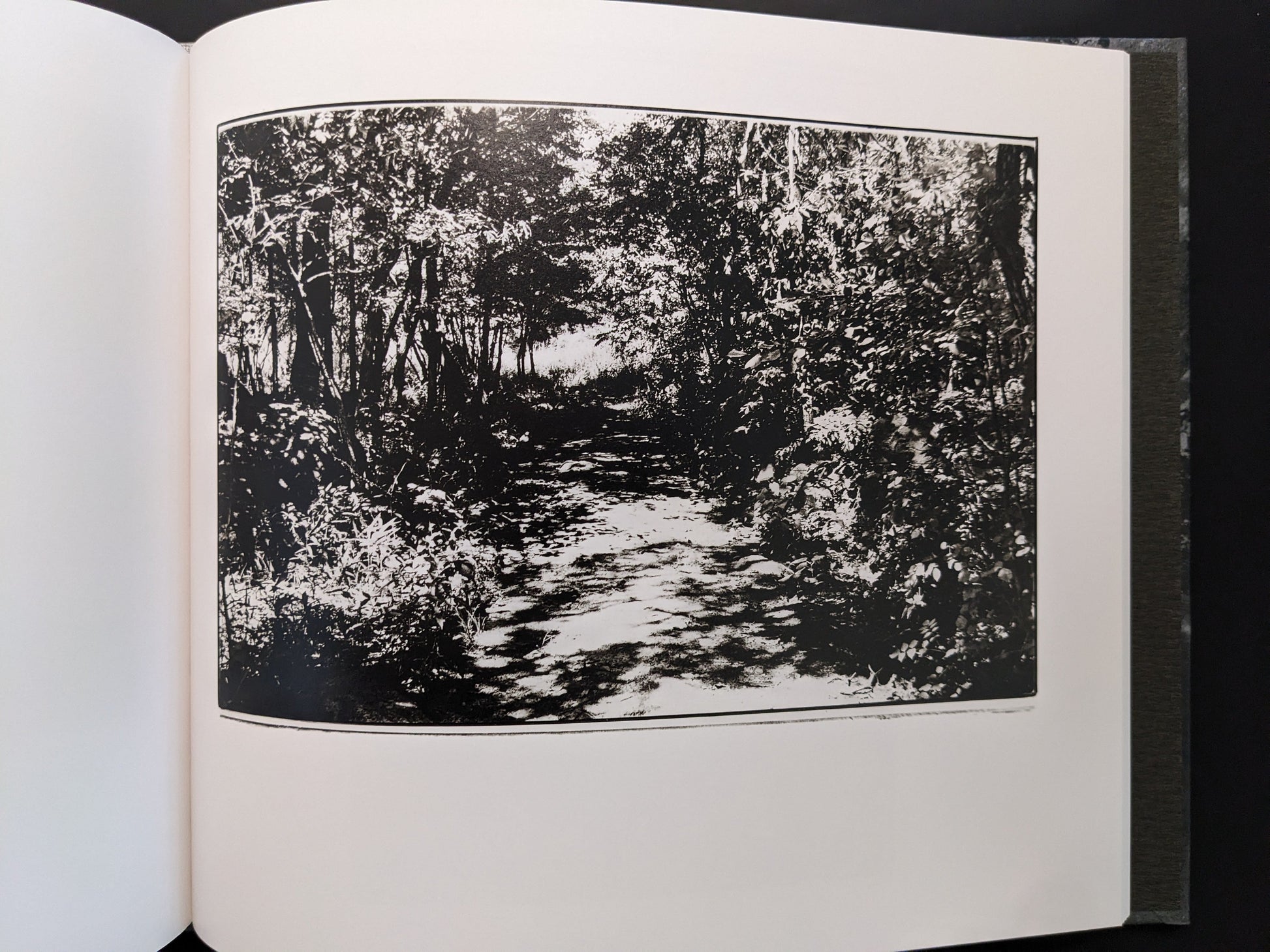 Photograph of a forest path from 1980s Remnants by Daido Moriyama