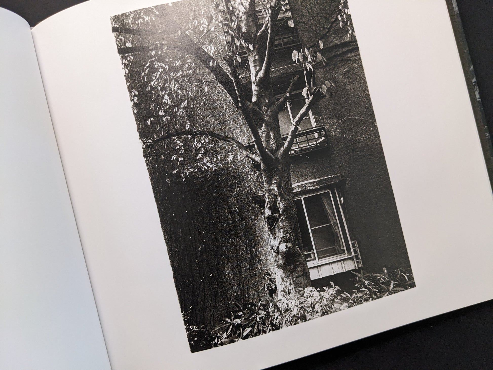 Tree in front of a window, photographed by Daido Moriyama in 1980s Remnants