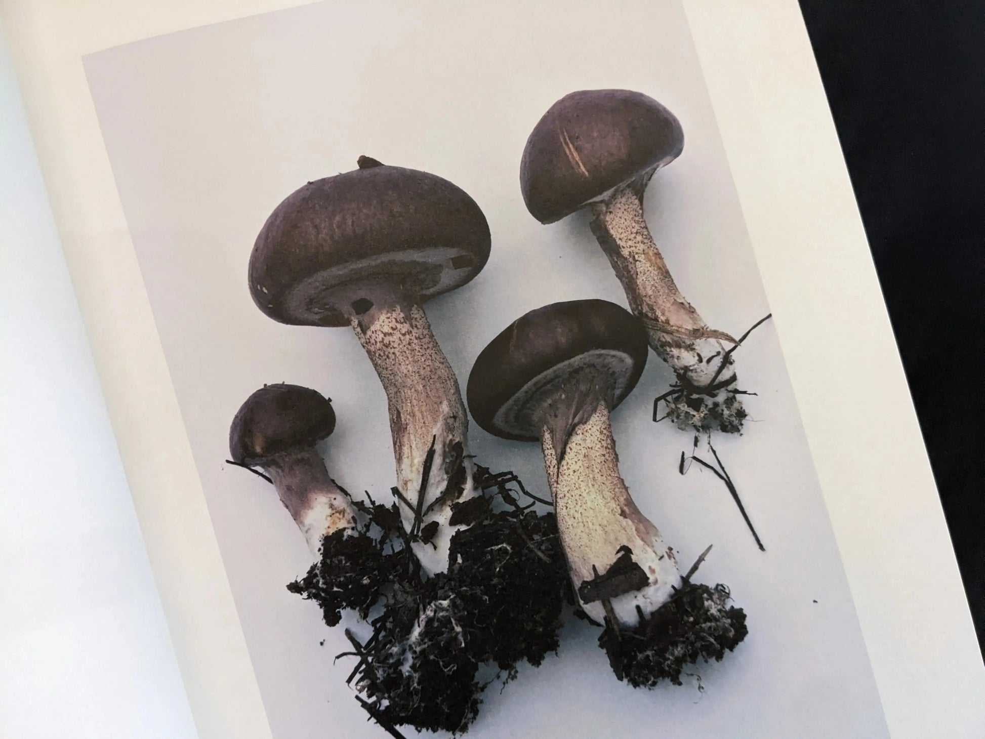 Four dark brown bolete-type mushrooms with detailed root systems on a white background