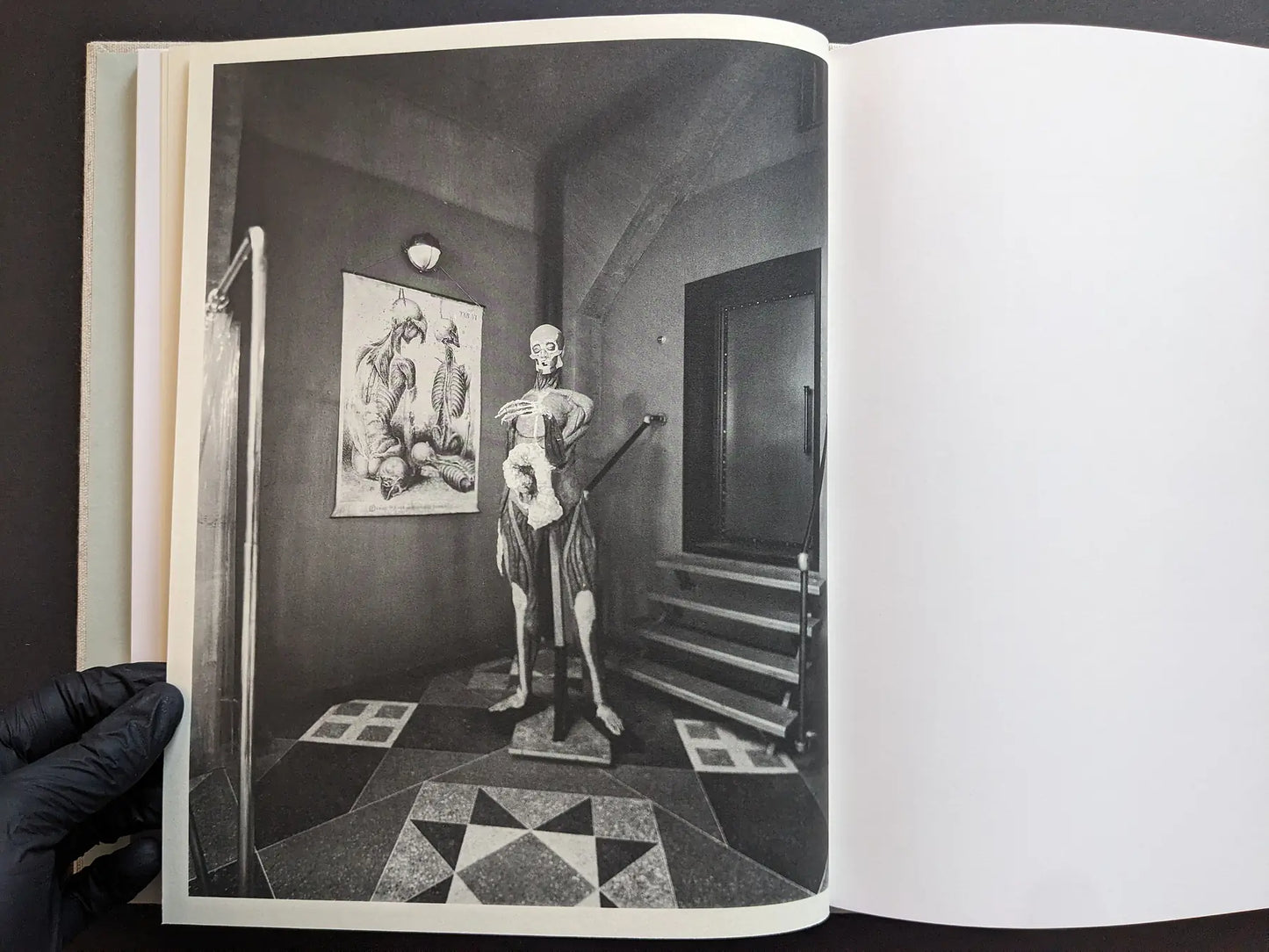 Black-and-white interior with an anatomical skeleton model beside tiled steps.
