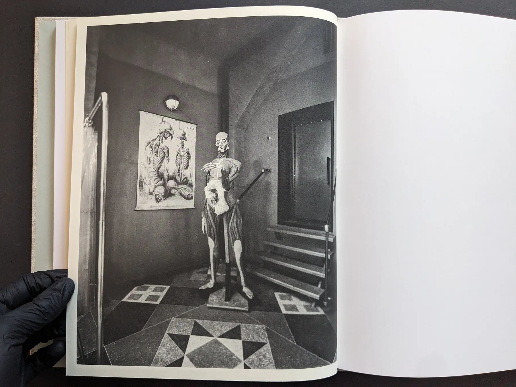 Black-and-white interior with an anatomical skeleton model beside tiled steps.