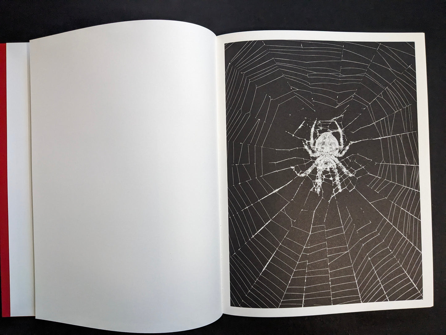 Interior page with a monochrome photograph of a spider in the center of a web.