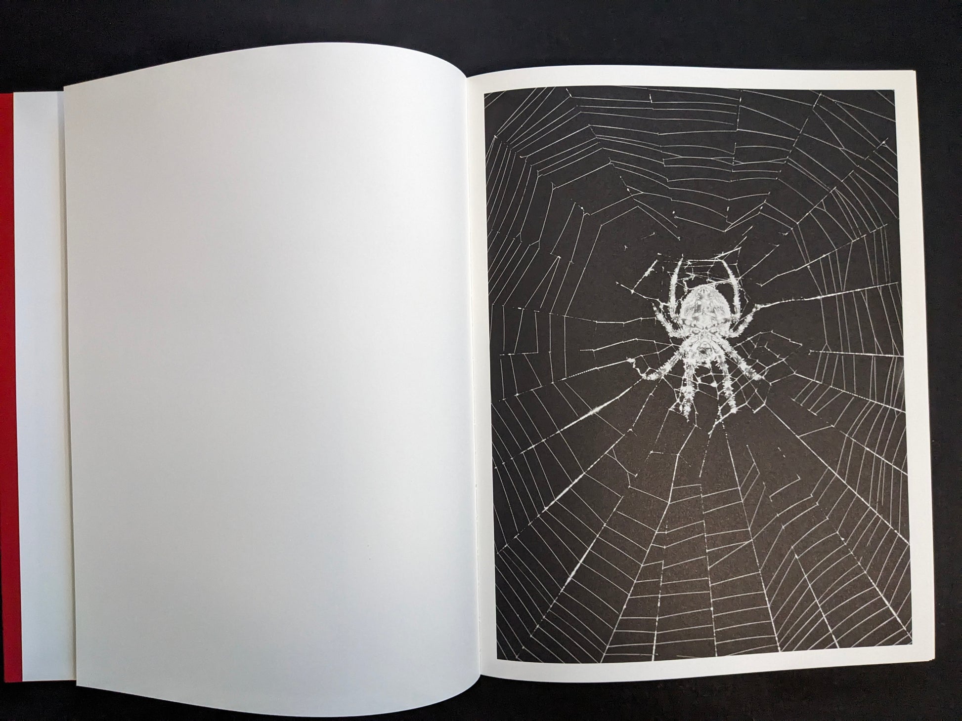 Interior page with a monochrome photograph of a spider in the center of a web.