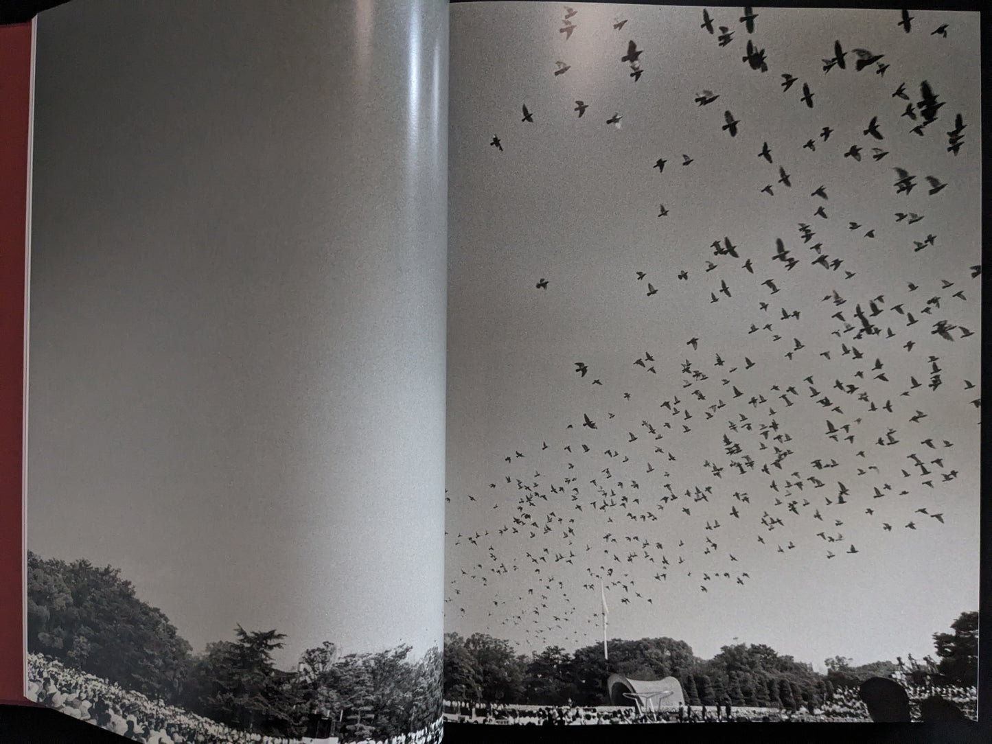 Double-page black-and-white photograph of birds flying above a crowd