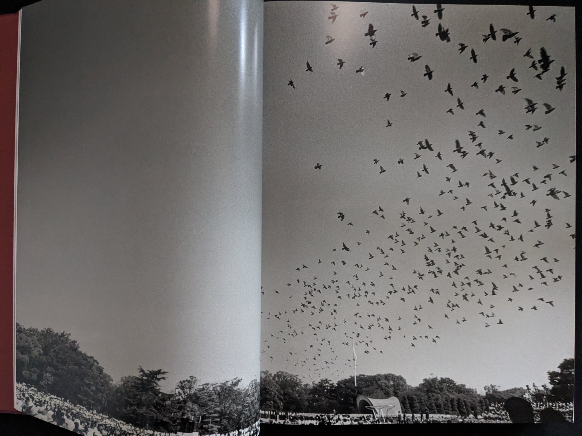 Double-page black-and-white photograph of birds flying above a crowd