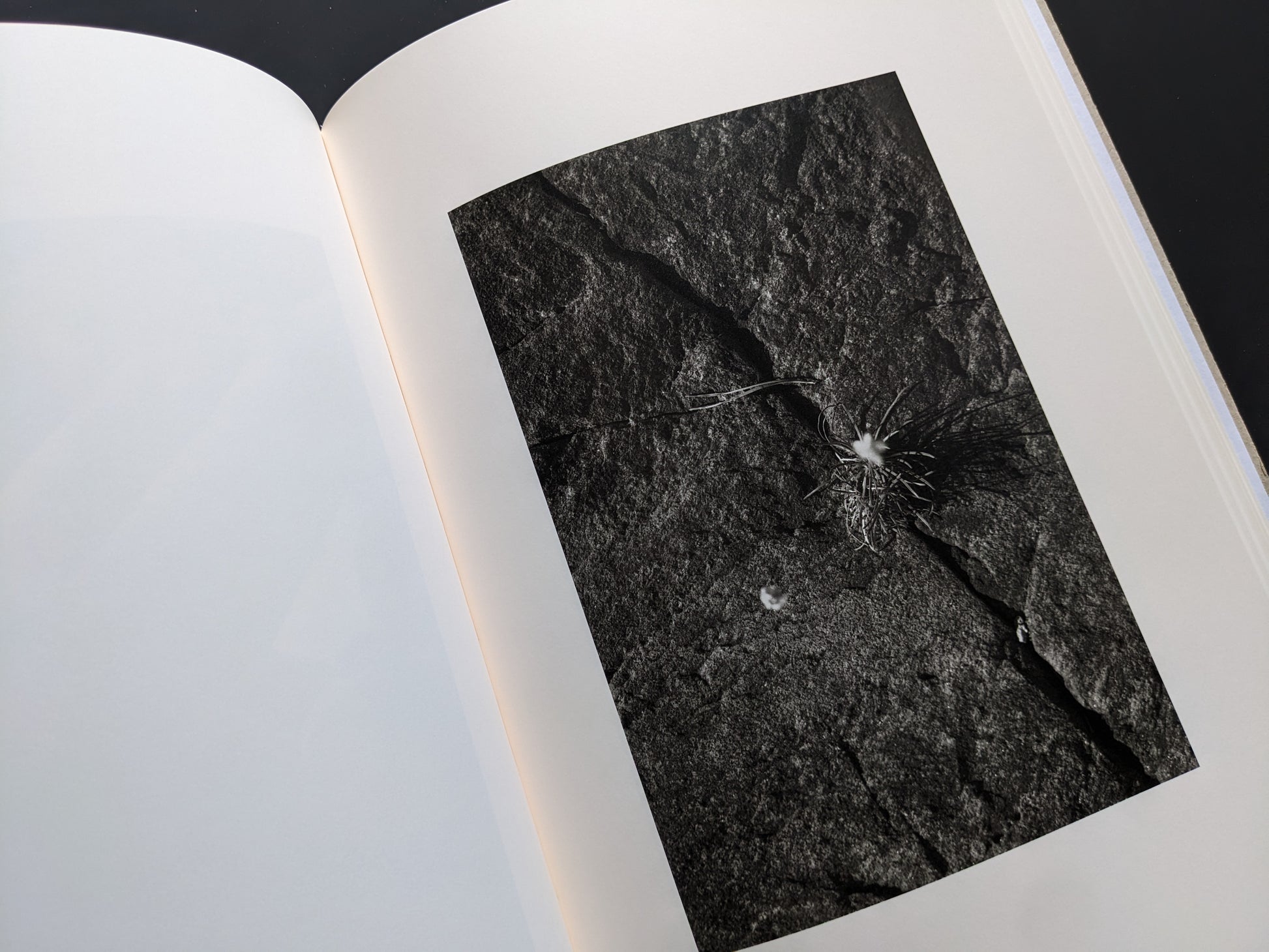Photograph of a dry plant against a rock from ELV by Massimo Leardini