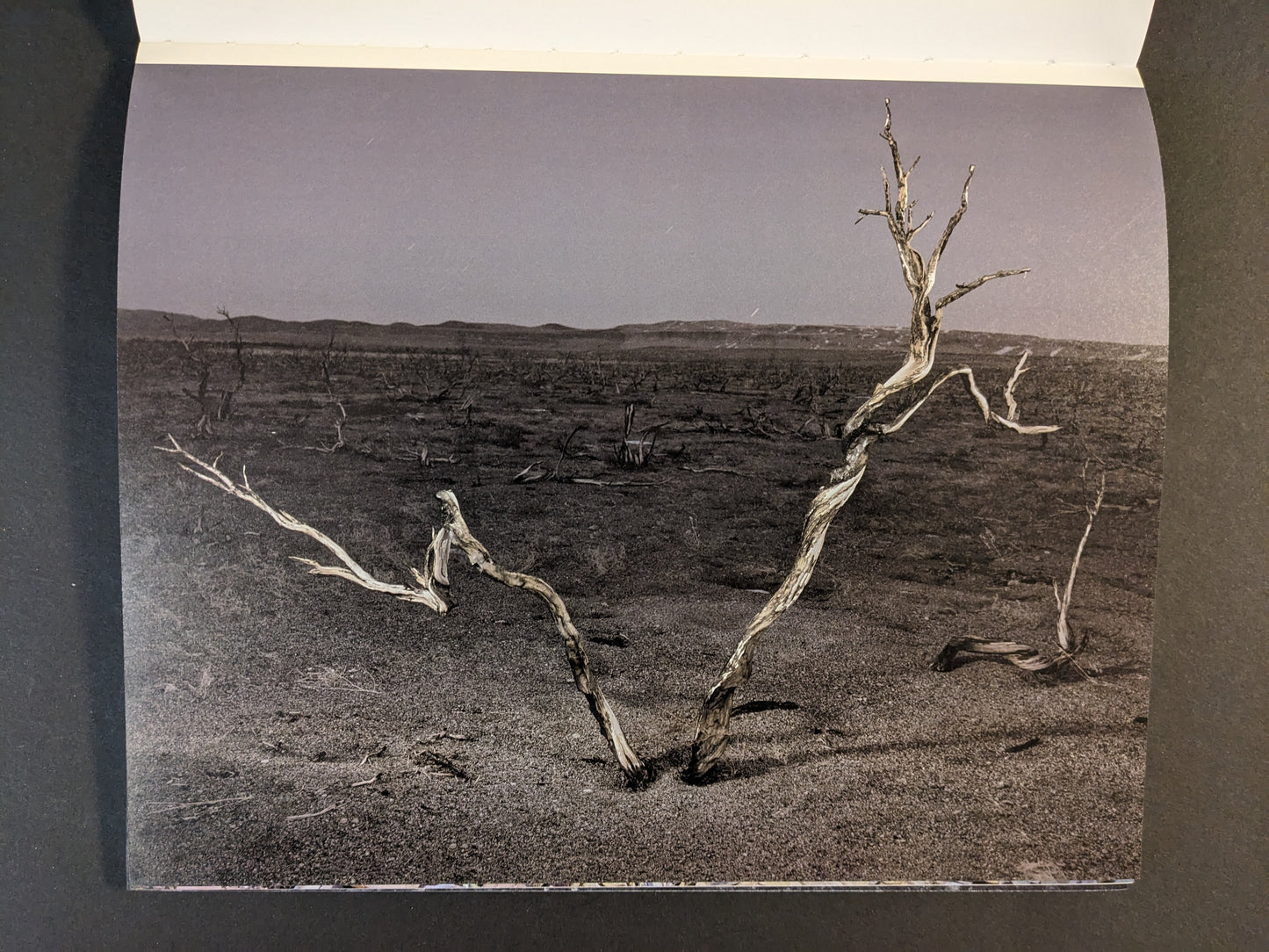 Interior photograph from Glass Mountain by Michael Lundgren, showing a leafless tree in a barren landscape under an open sky