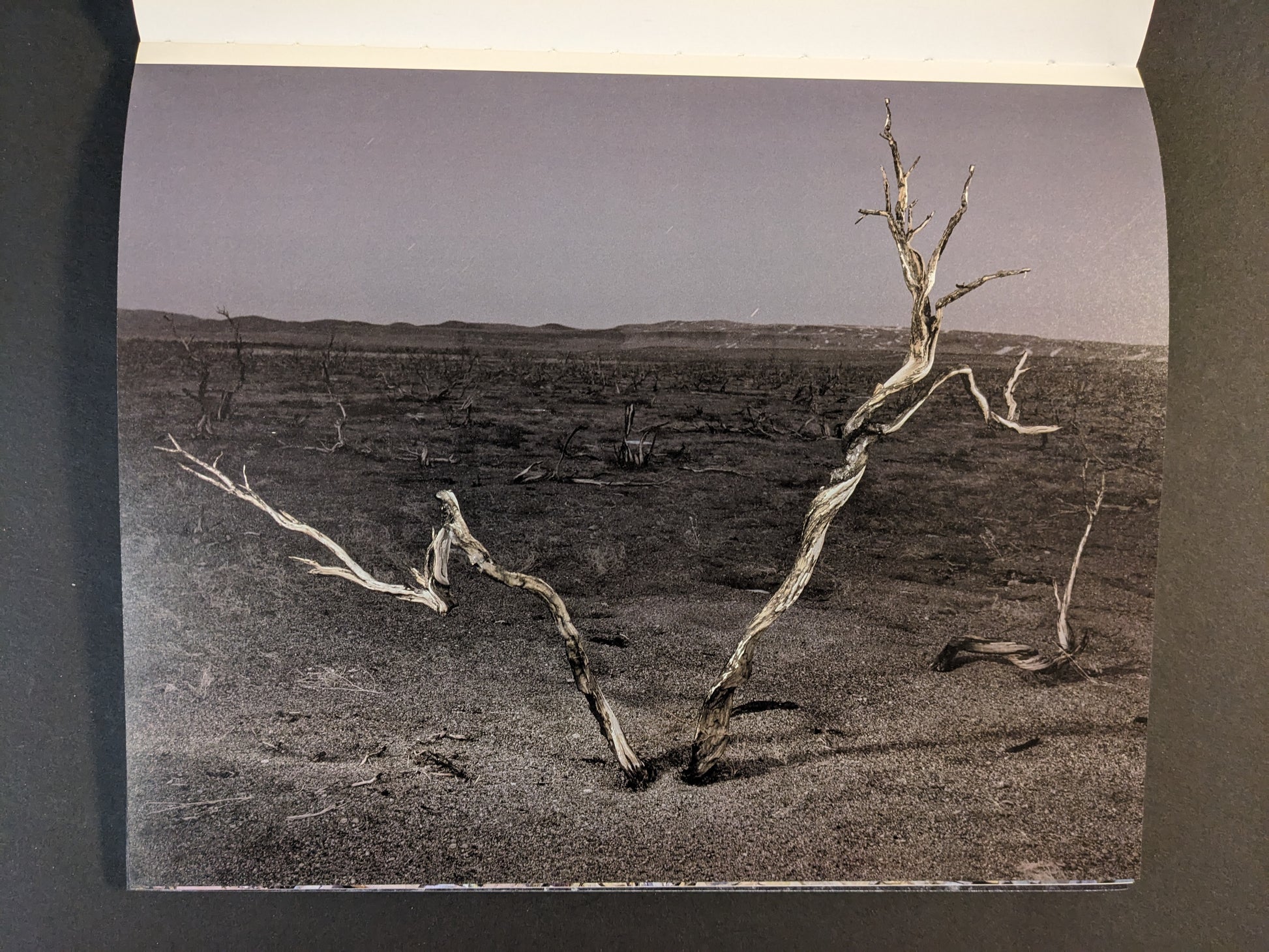 Interior photograph from Glass Mountain by Michael Lundgren, showing a leafless tree in a barren landscape under an open sky