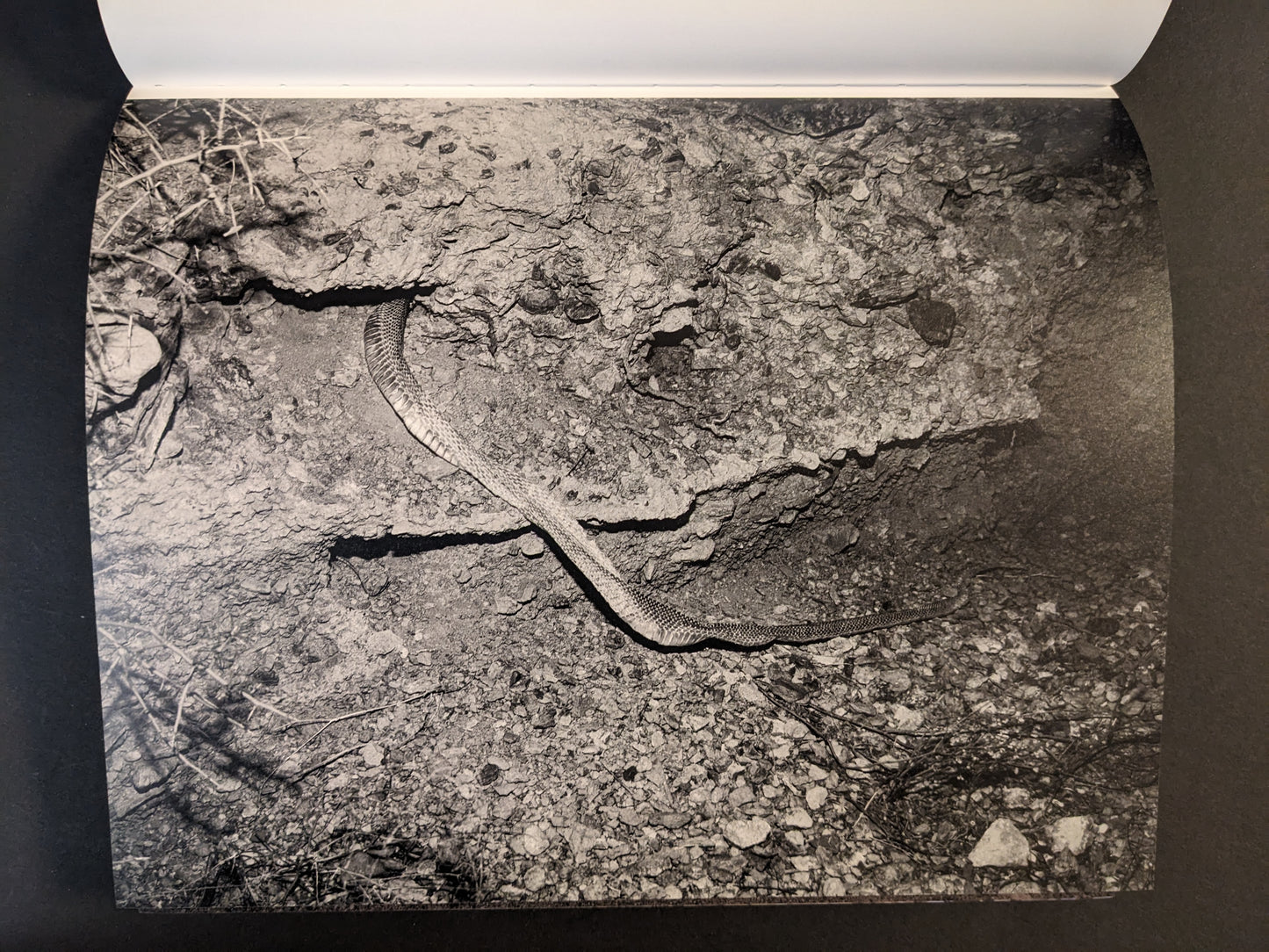 Interior photograph from Glass Mountain by Michael Lundgren, showing a snake on cracked rocky ground in black and white