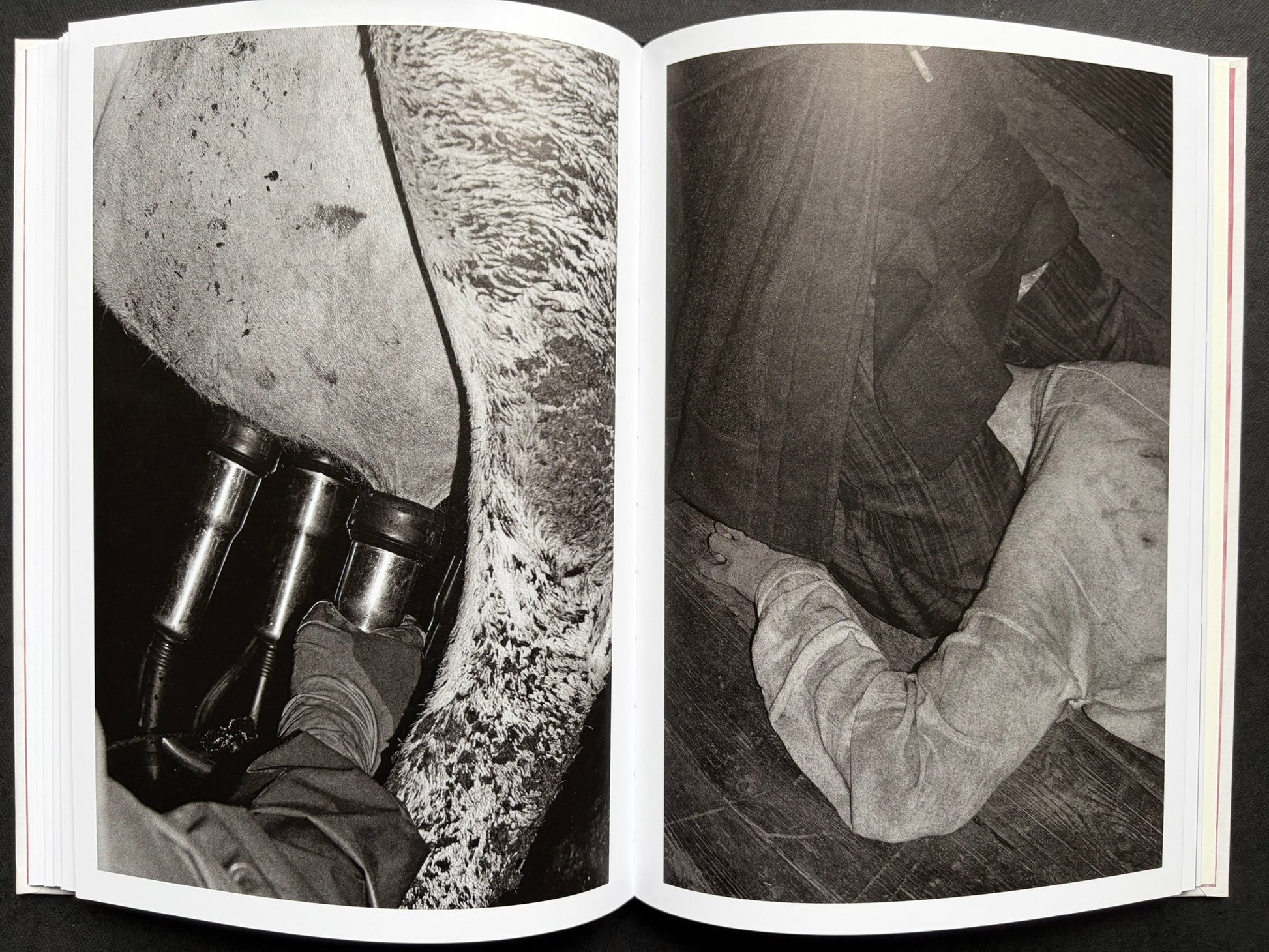 Gut Feeling by Kristina Rozhkova, open spread with a cow and a bound figure